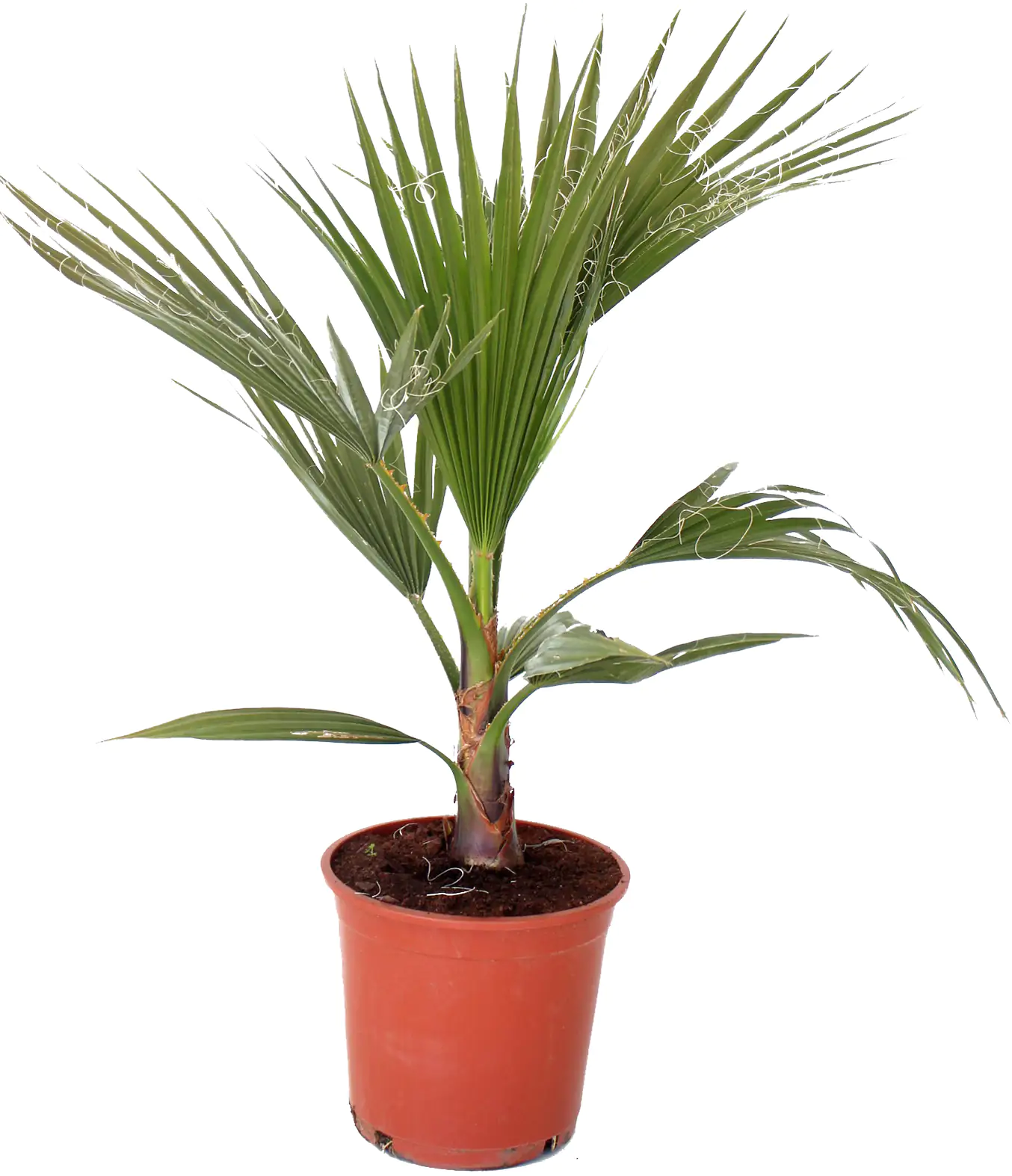 Fächerpalme Washingtonia Robusta H ca. 60 - 80 cm 20 cm Topf Fächerpalme Washingtonia Robusta H ca. 60 - 80 cm 20 cm Topf