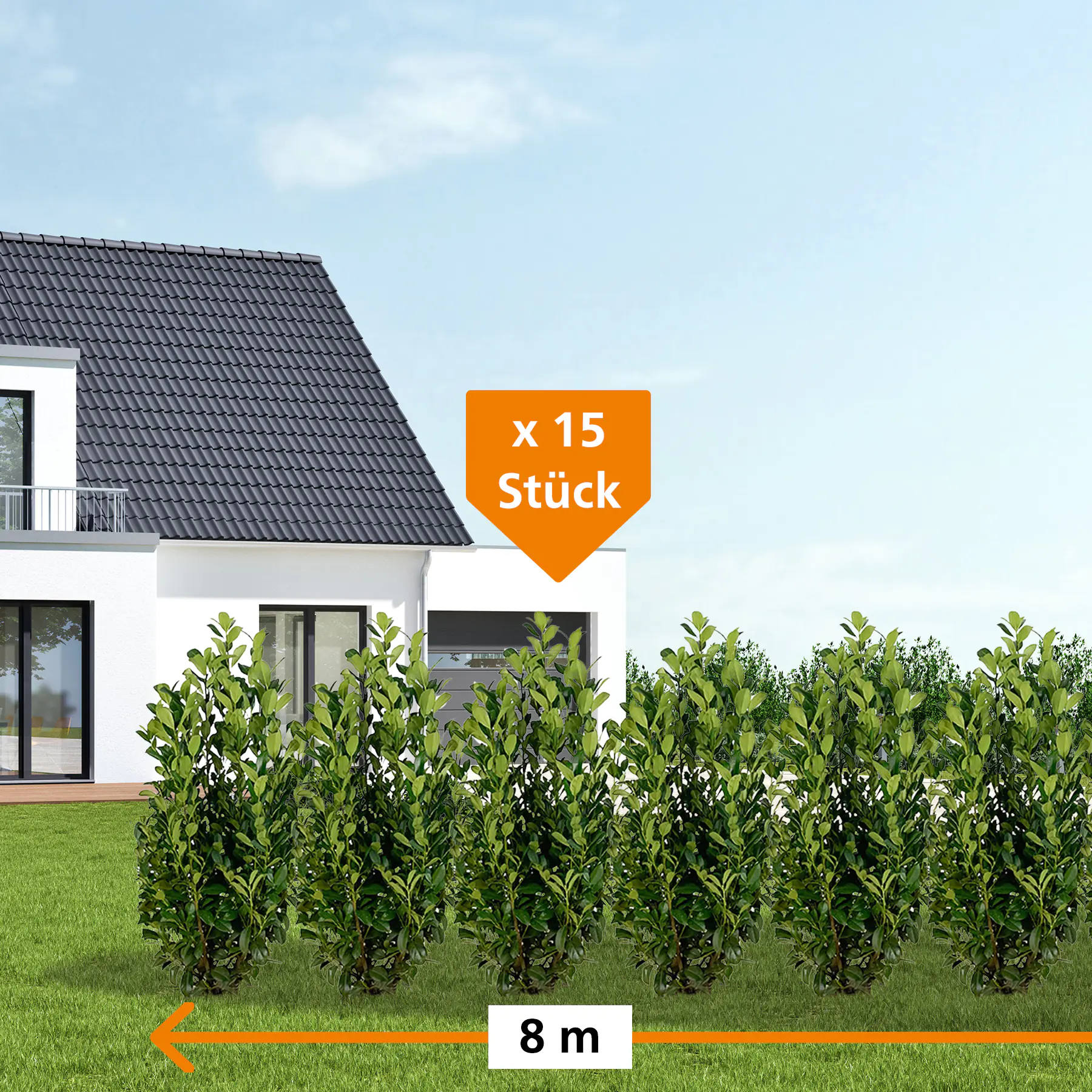 Kirschlorbeer Obelisk Prunus laur. Obelisk H 150 - 175 cm, 15 Stück