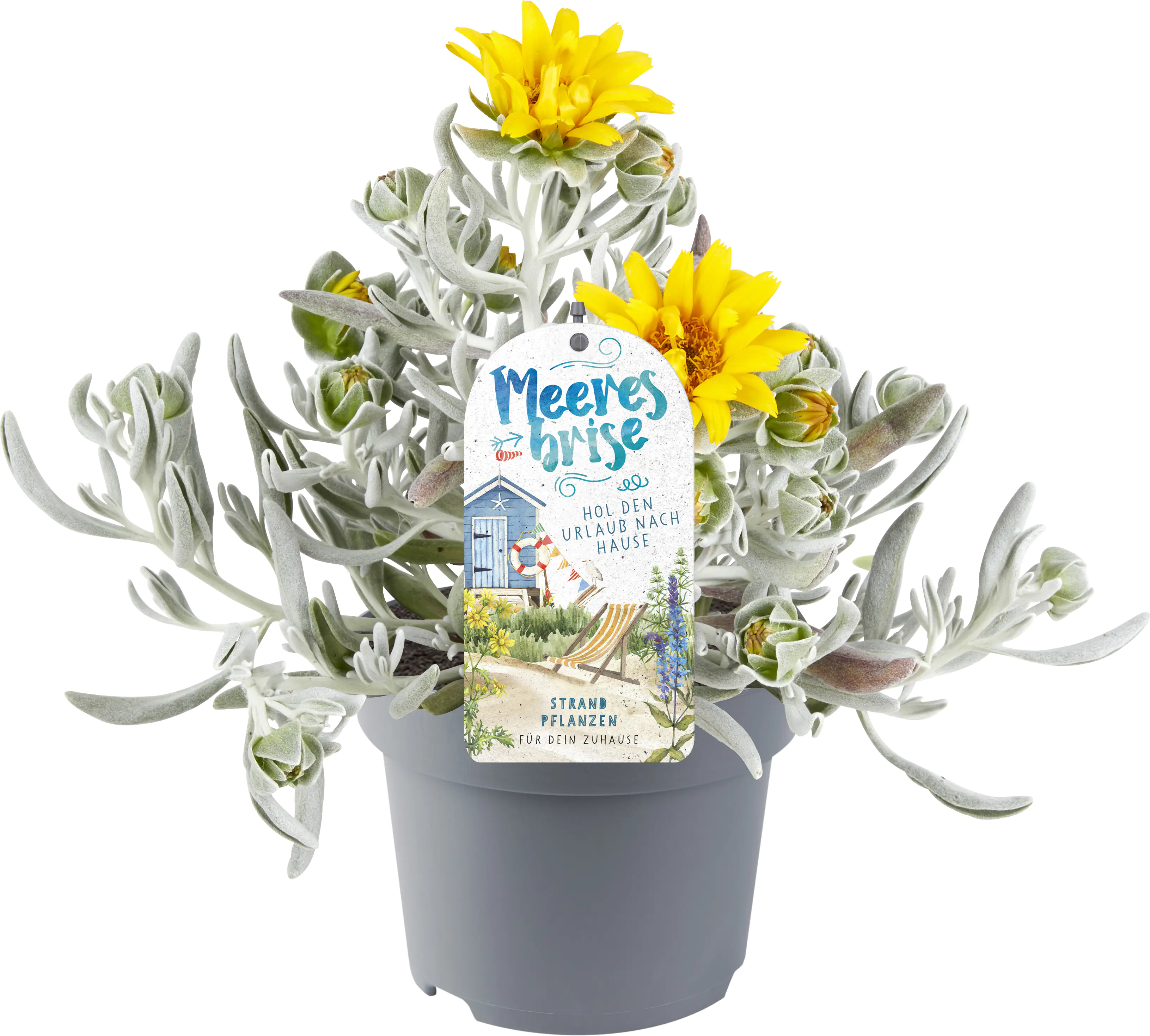Green Happens Konzept Meeresbrise 13 cm Topf Green Happens Konzept Meeresbrise 13 cm Topf