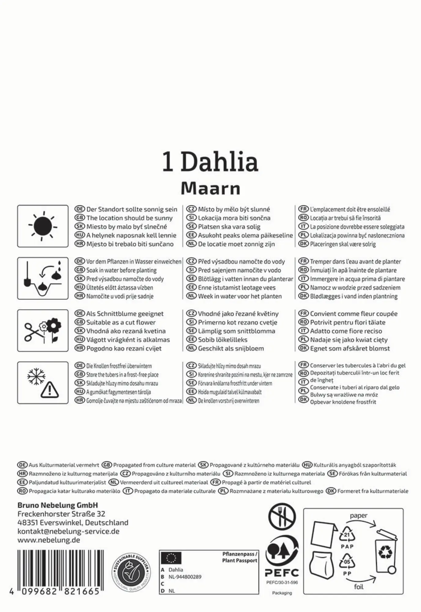 Kiepenkerl Frühjahrsblumenzwiebel Ball-Dahlie Maarn 1 Stück