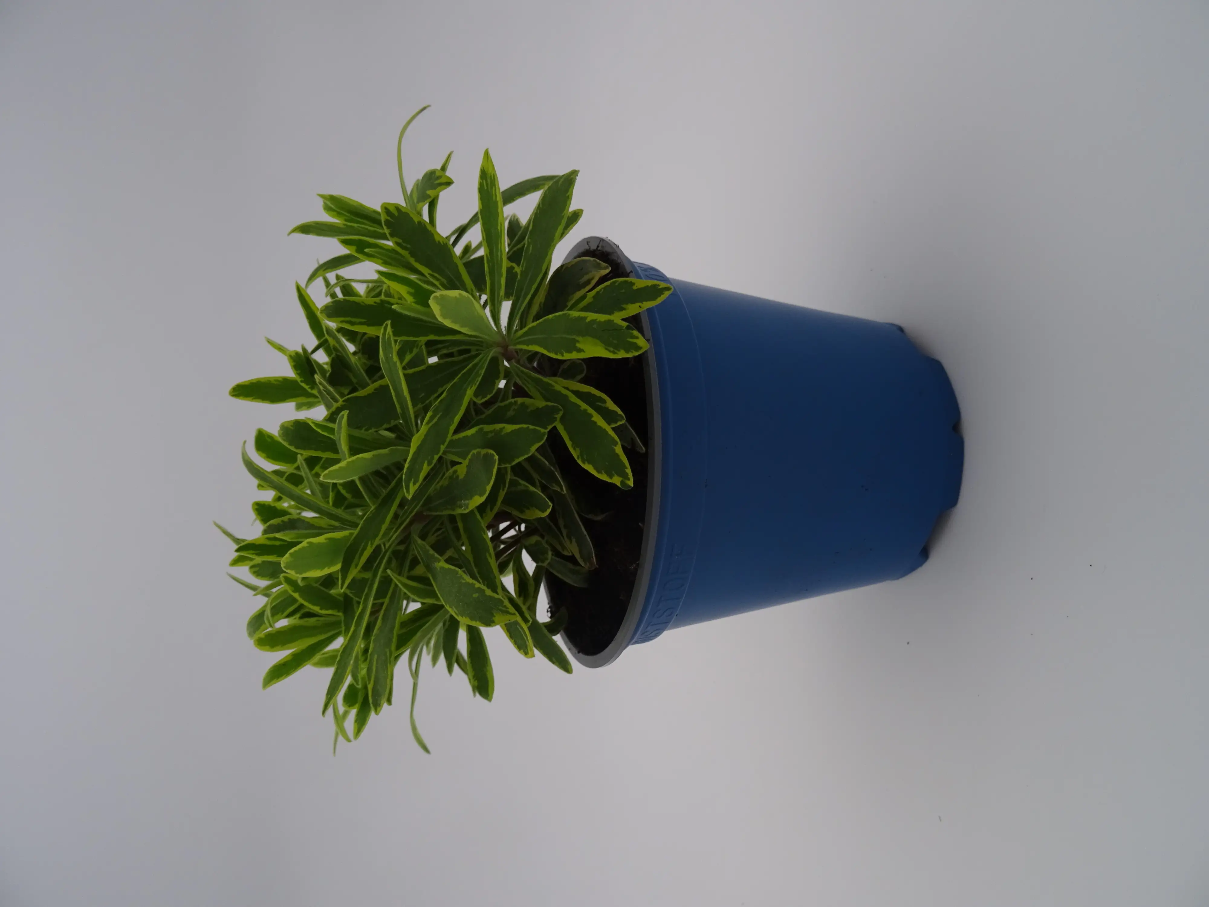 Bio Wolfsmilch Euphorbia 13 cm Topf