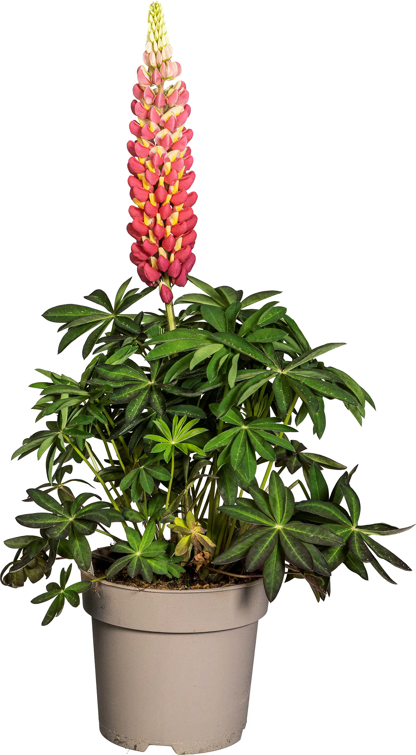Lupine Lupinus polyphyllus Westcountry 19 cm Topf