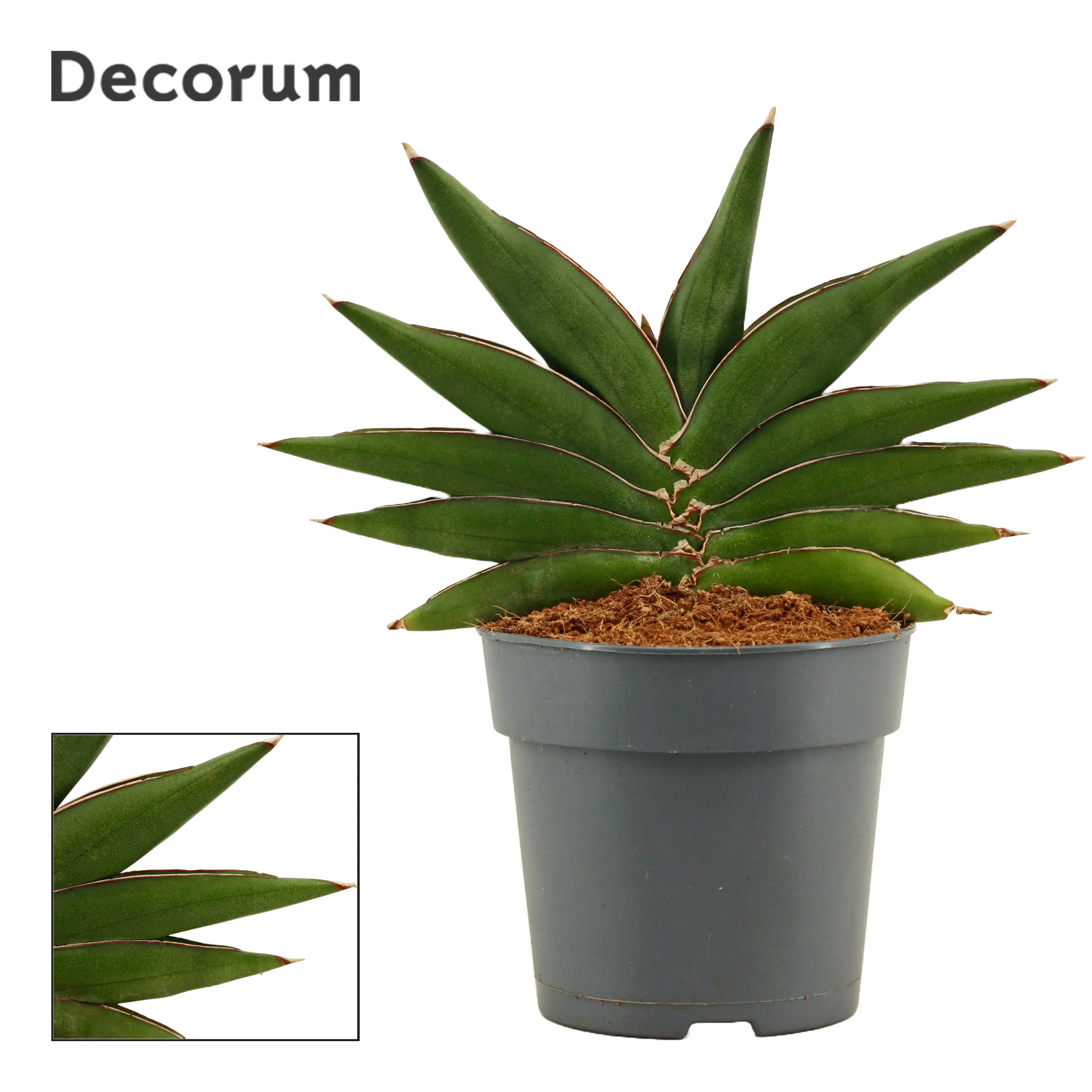 Sondersorten Sansevieria Bogenhanf im 12 cm Topf Sondersorten Sansevieria Bogenhanf im 12 cm Topf