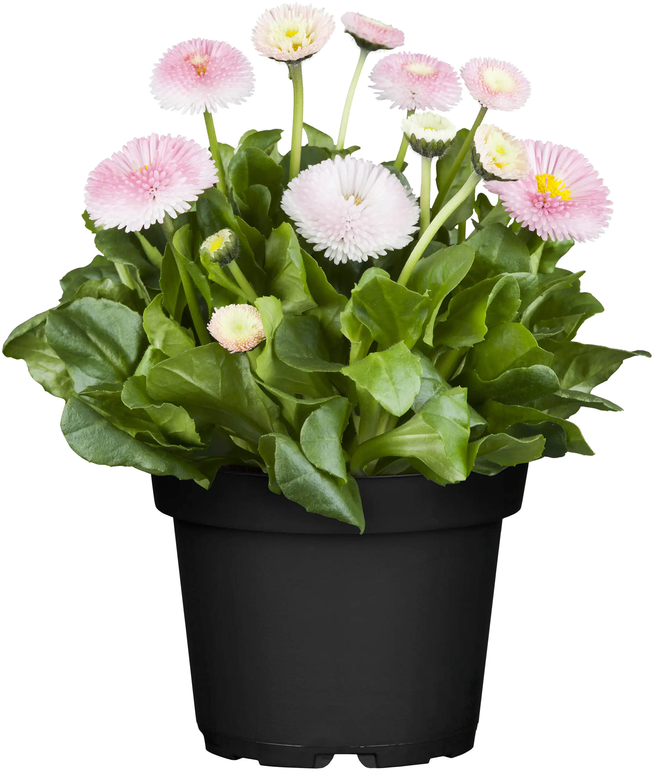 Gänseblümchen Bellis H ca 12 cm 10,5 cm Topf Gänseblümchen Bellis H ca 12 cm 10,5 cm Topf