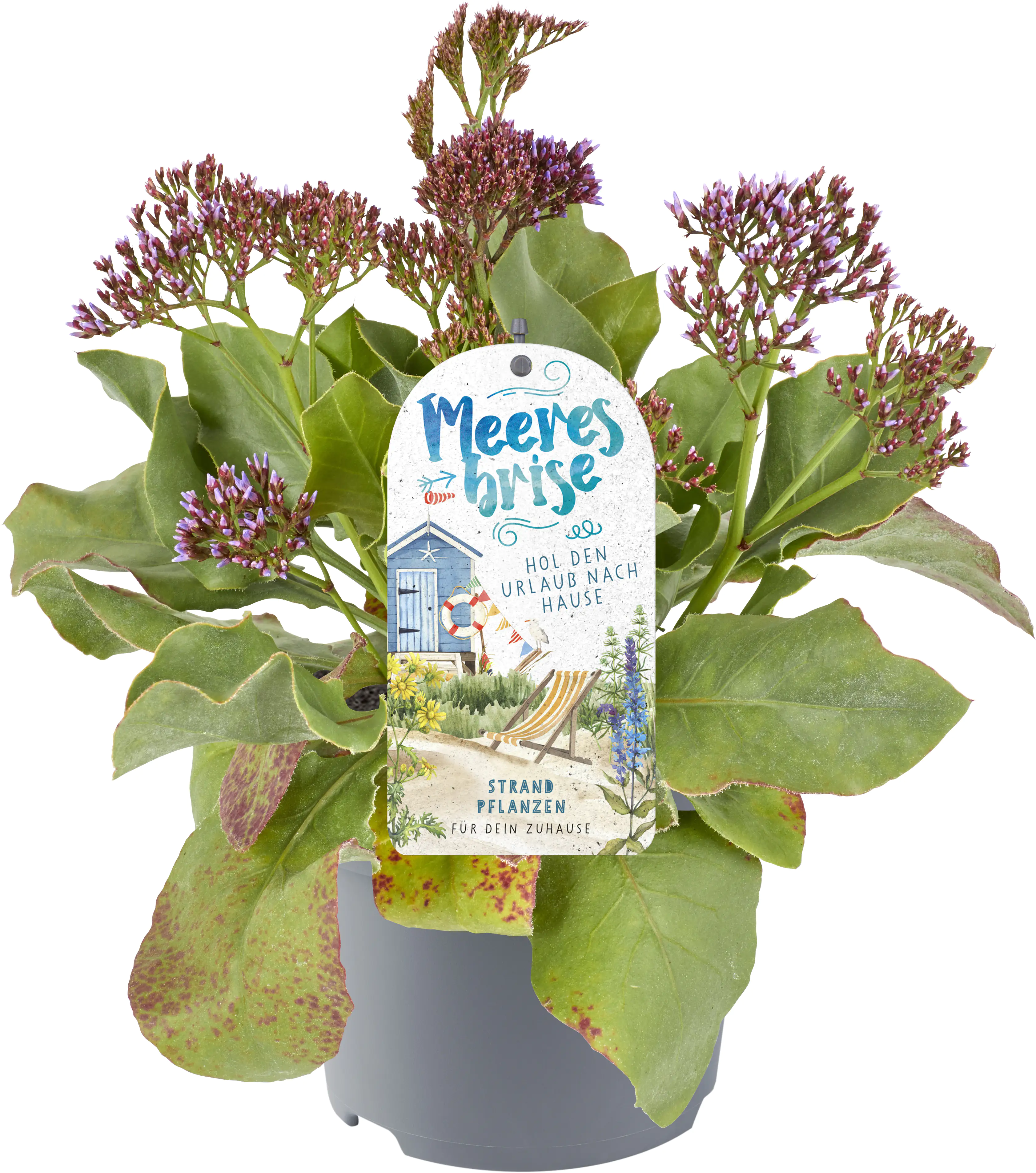 Green Happens Konzept Meeresbrise 13 cm Topf Green Happens Konzept Meeresbrise 13 cm Topf