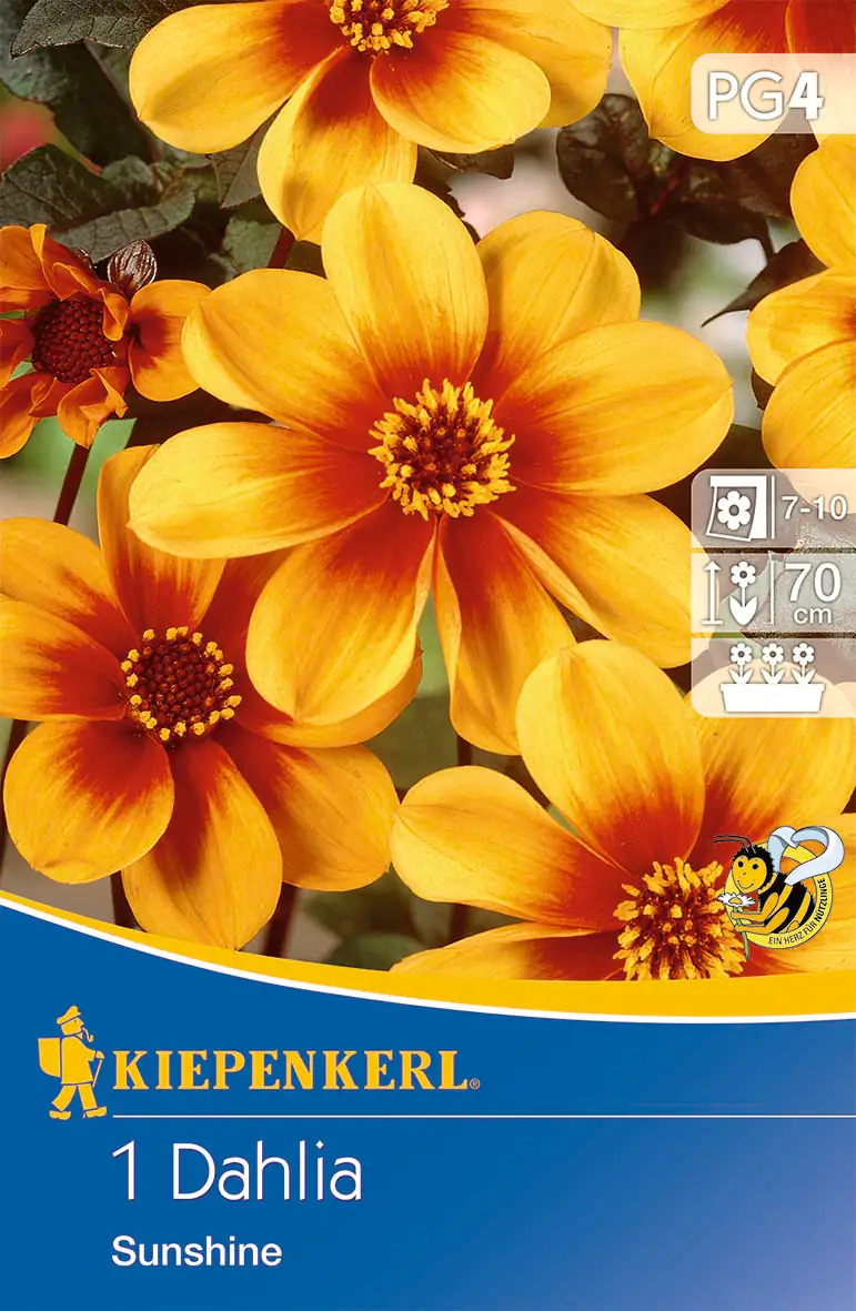 Kiepenkerl Mignon-Dahlie Sunshine Kiepenkerl Mignon-Dahlie Sunshine