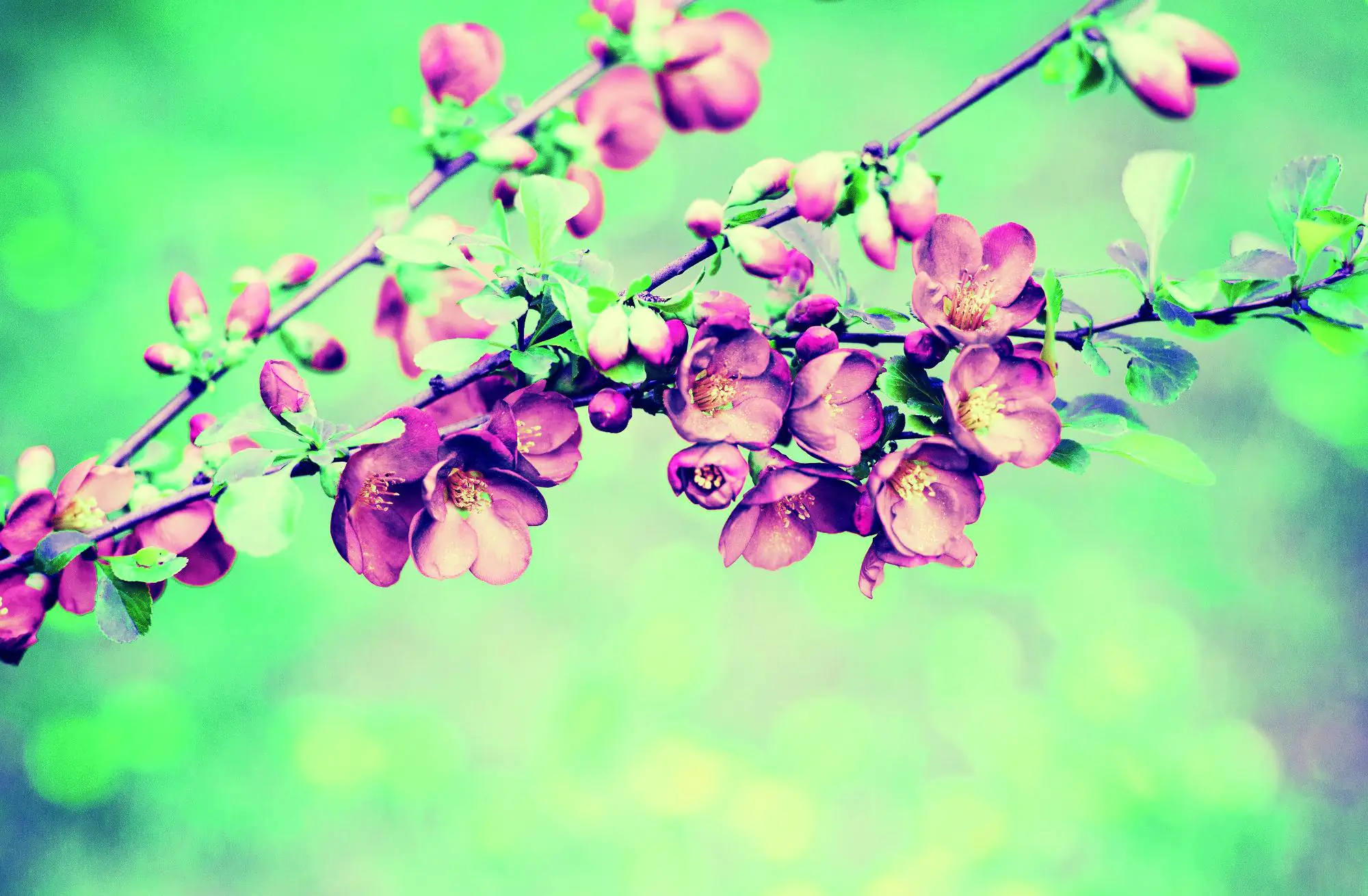 Deco-Canvas Bild - Blütenzweig 116 x 76 cm