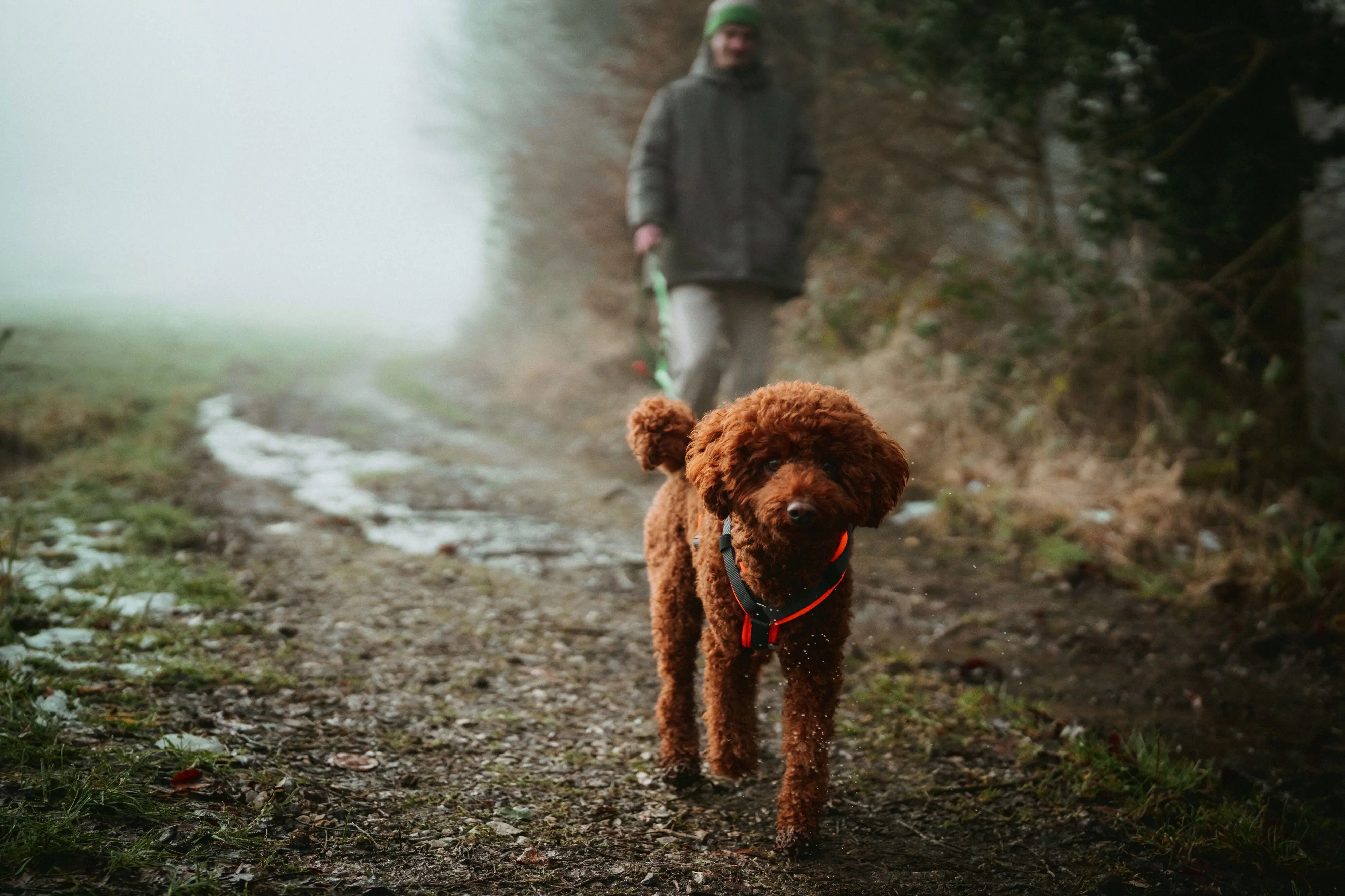 Hunter Hundegeschirr Maldon Up mit Griff M-L orange/grau