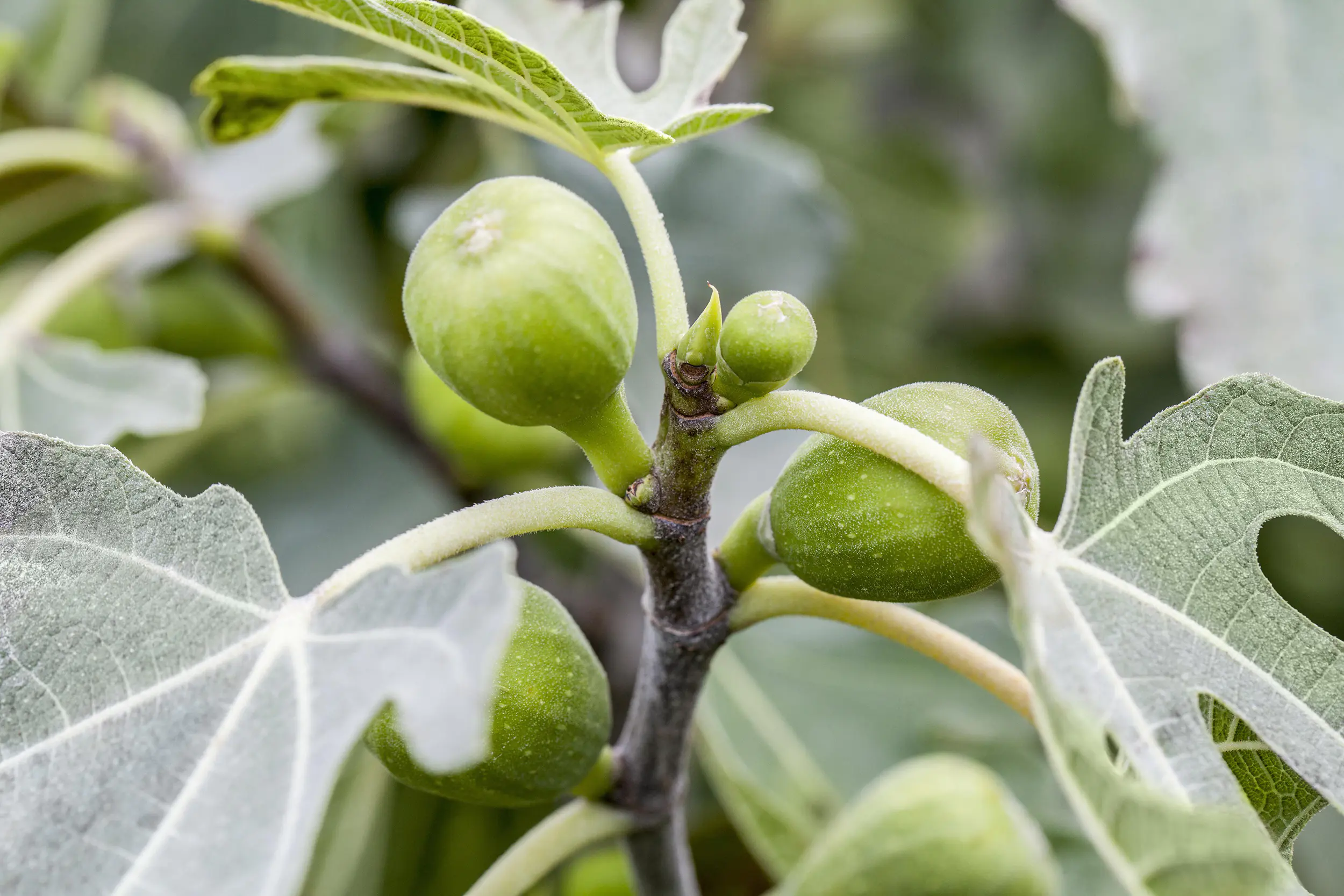 Ficus carica Little Miss Figgy Feige Bio H 30 cm 17 cm Topf Ficus carica Little Miss Figgy Feige Bio H 30 cm 17 cm Topf