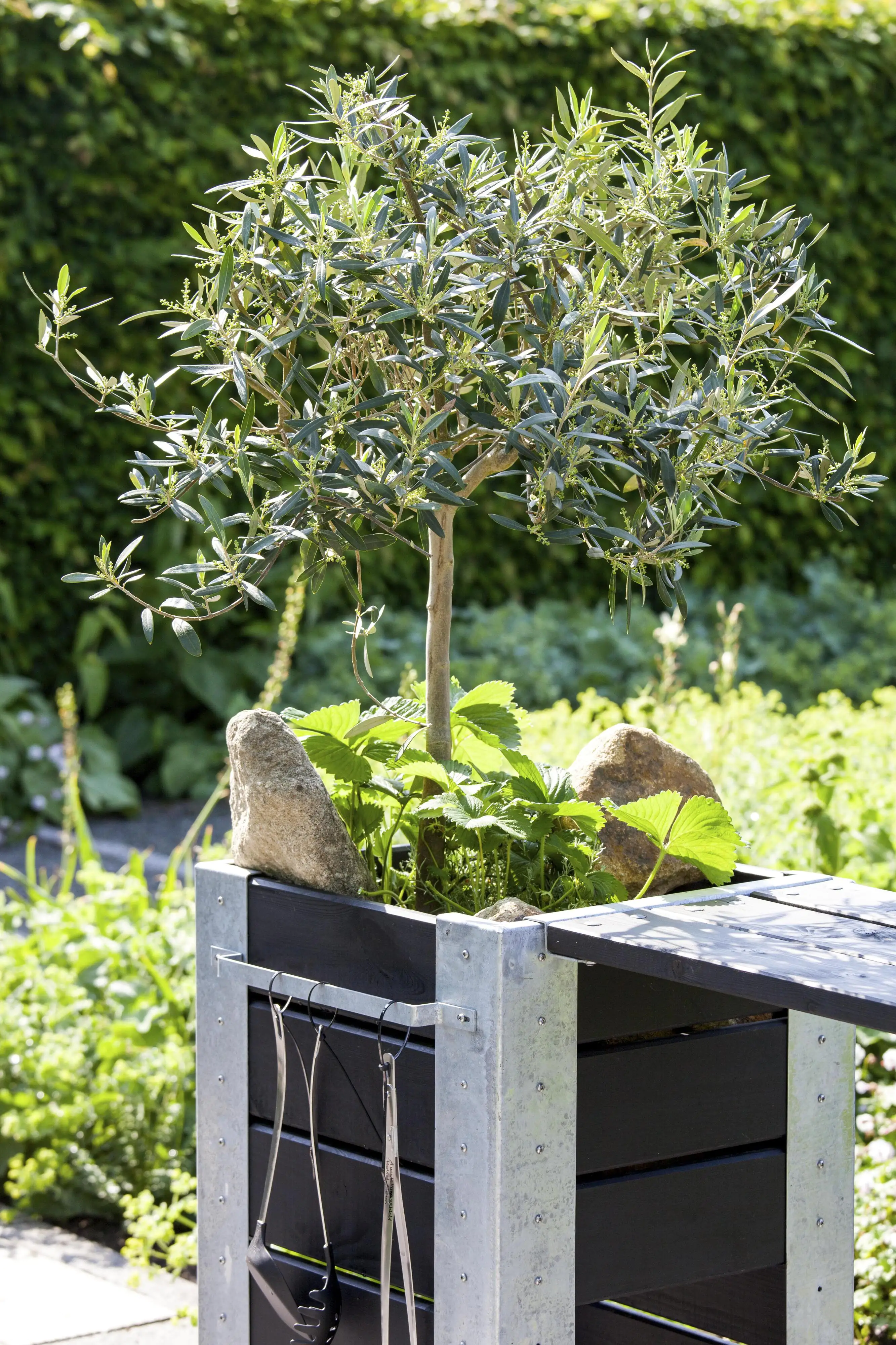 Olea Europaea Olivenbaum 90 cm 19 cm Topf 