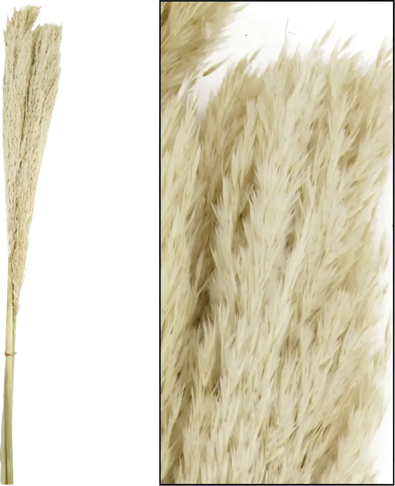 Dijk Schilfrohrfeder Wild gebleicht 115 cm