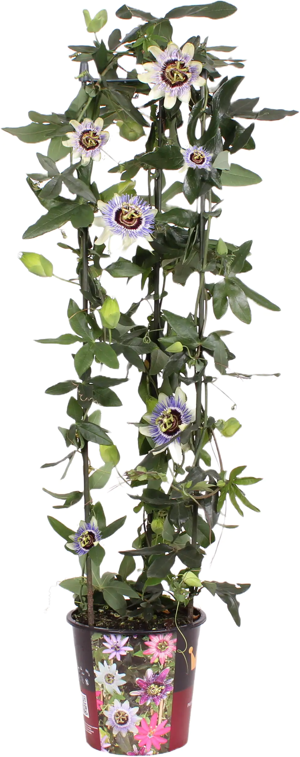 Passionsblume Passieflora Säule H ca 95 cm 19 cm Topf