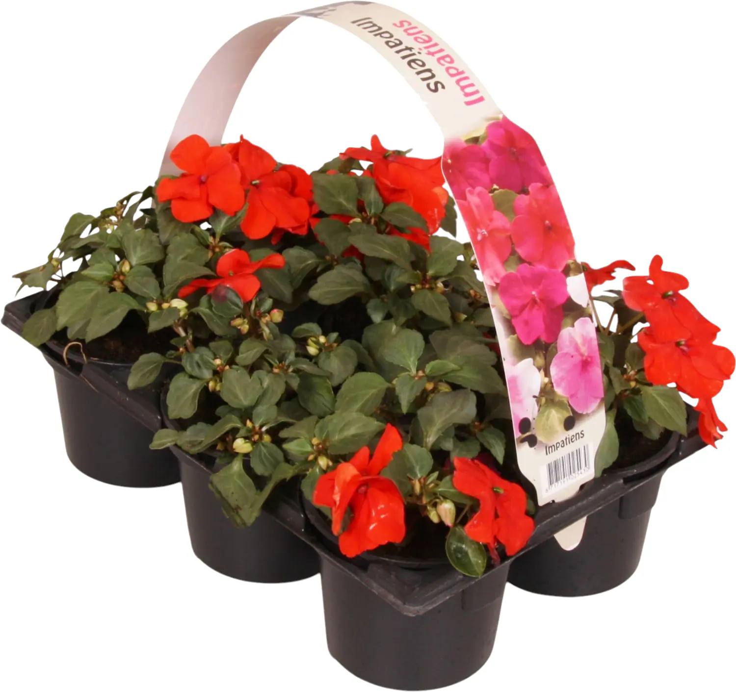 Beet- und Balkonpflanzen 6er Pack Beet- und Balkonpflanzen 6er Pack