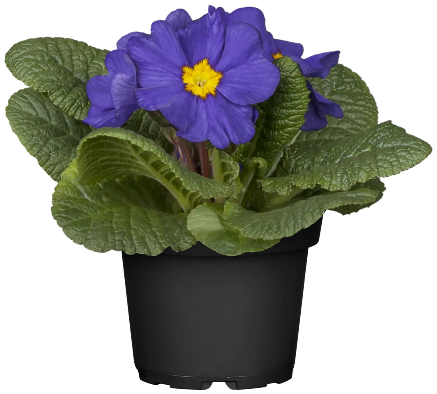 Primula acaulis Primel Farben-Mix 11 cm Primula acaulis Primel Farben-Mix 11 cm