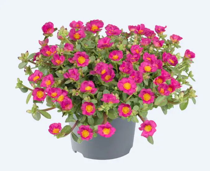 Portulakröschen Portulaca 13 cm Topf