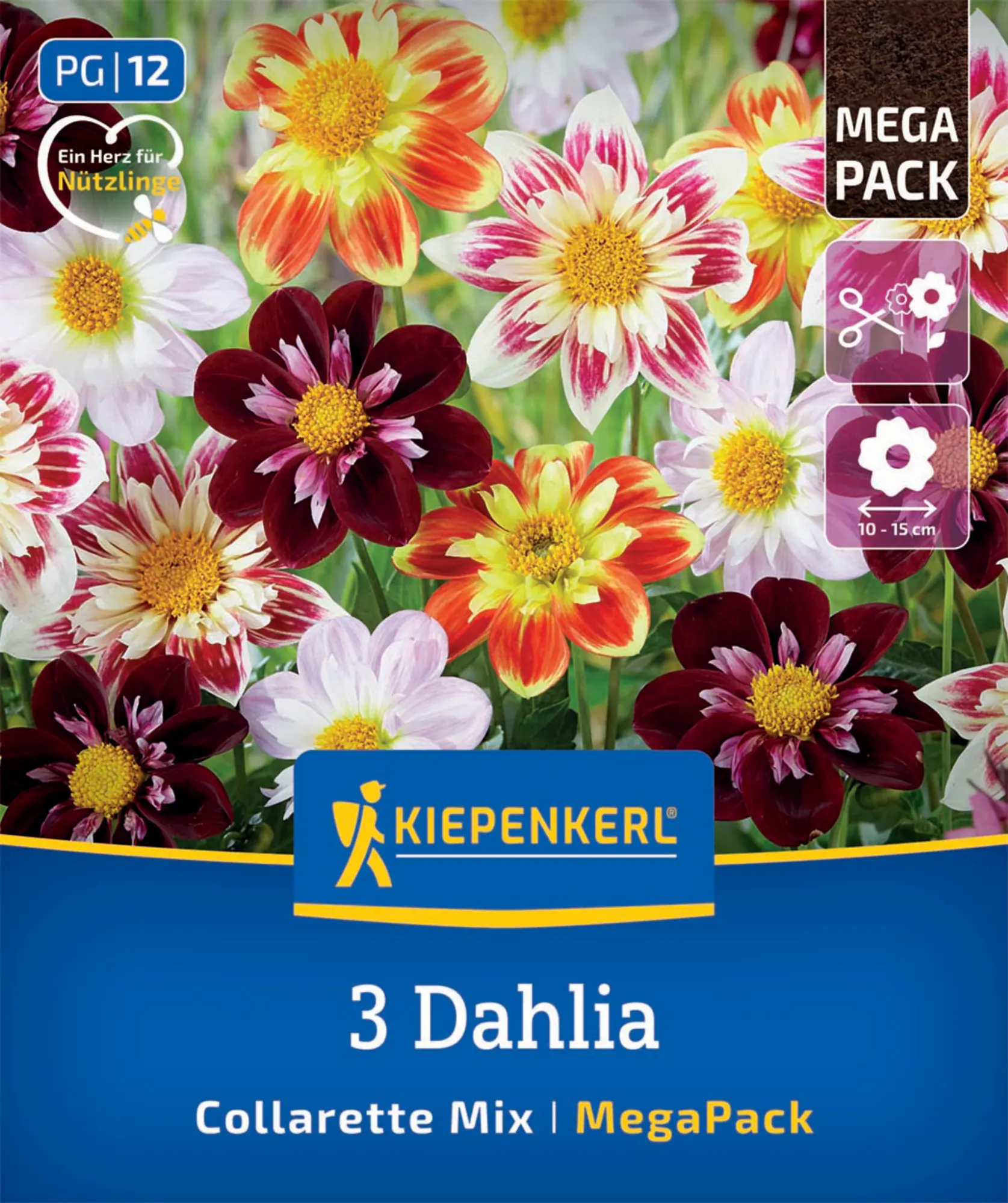 Kiepenkerl Mega-Pack Frühjahrsblumenzwiebel Halskrausen-Dahlien Mix 3 Stück