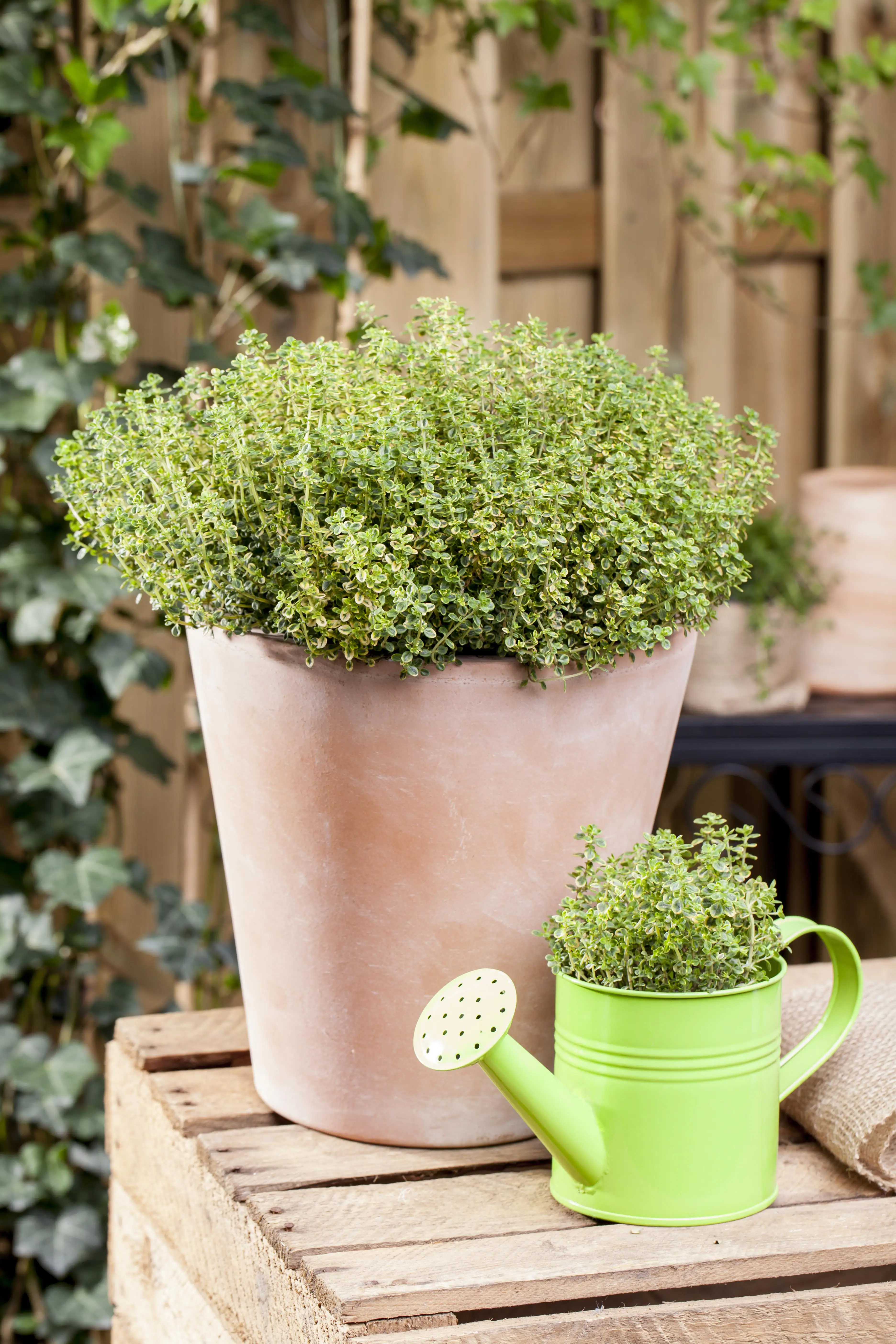 Feldthymian Thymus Vulgaris in Sorten H 25 cm 14 cm Topf