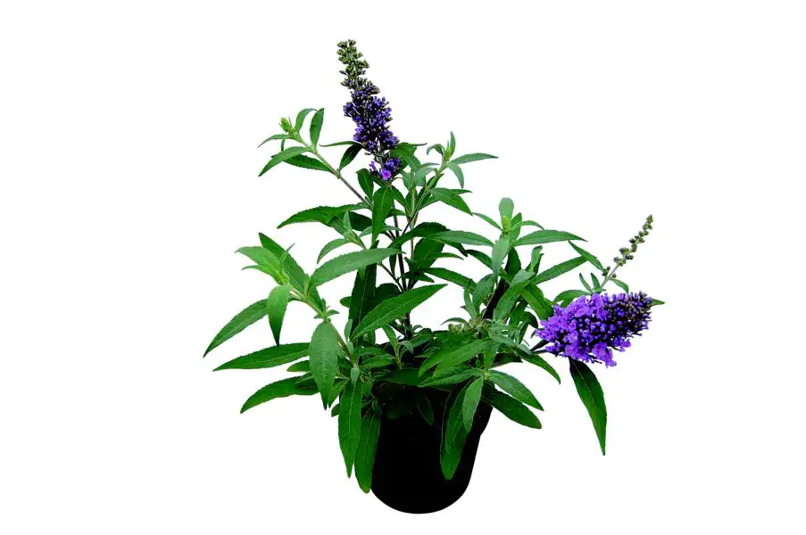 Schmetterlingsflieder 2 L Container