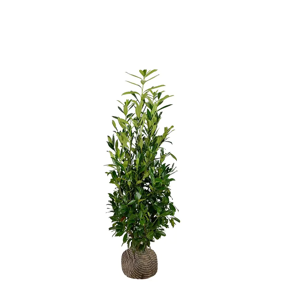 Kirschlorbeer Caucasica Prunus laur. Caucasica H 175 - 200 cm, 12 Stück