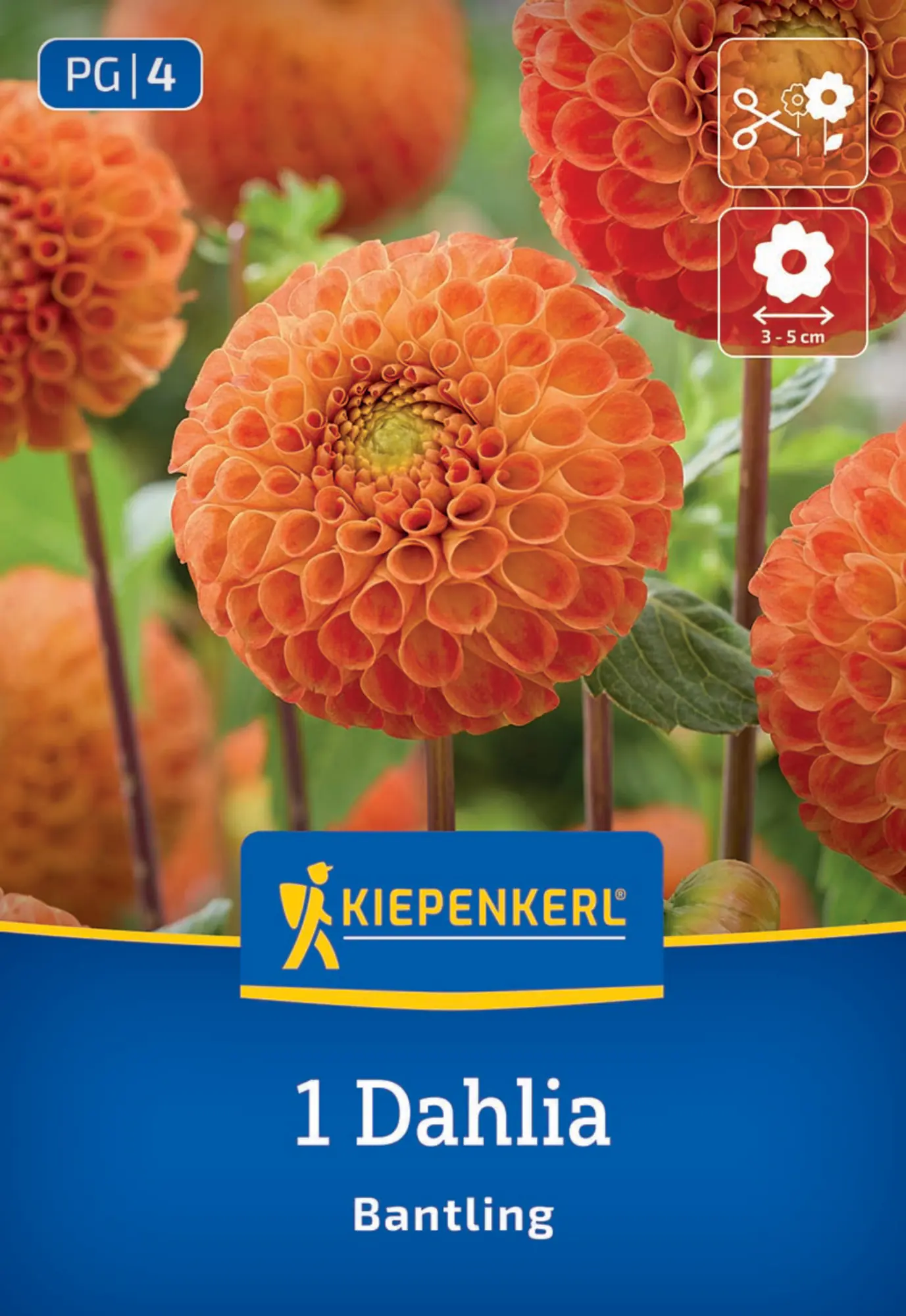 Kiepenkerl Frühjahrsblumenzwiebel Pompon-Dahlie Bantling 1 Stück