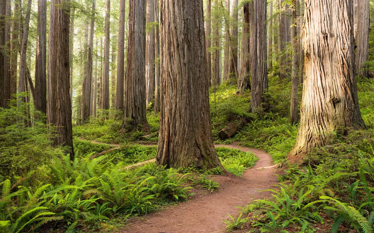4055065111730 Komar Vlies Fototapete Redwood Trail 450 x 280 cm