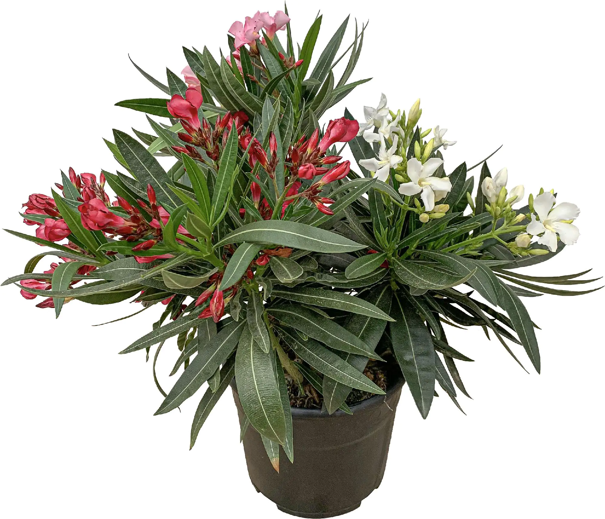 Rosenlorbeer Oleander Busch H 50 - 60 cm 19 cm Topf Rosenlorbeer Oleander Busch H 50 - 60 cm 19 cm Topf