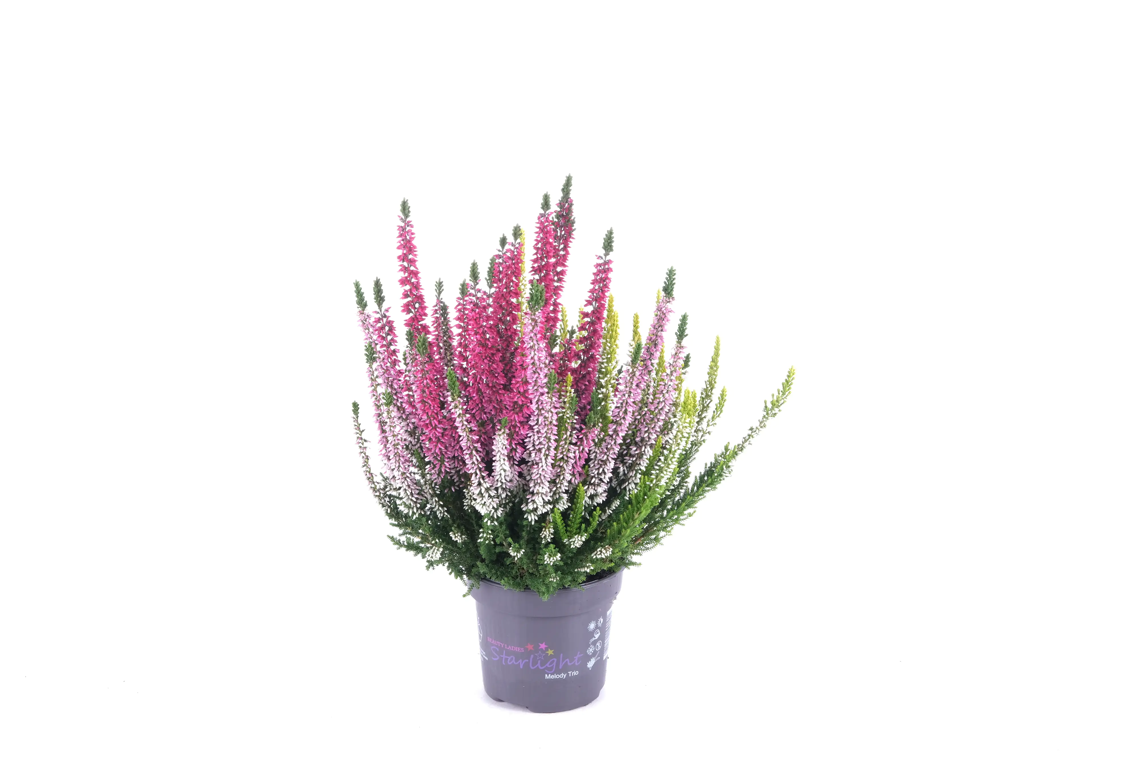 Sommerheide Calluna Beauty Ladies Starlight 11 cm Topf