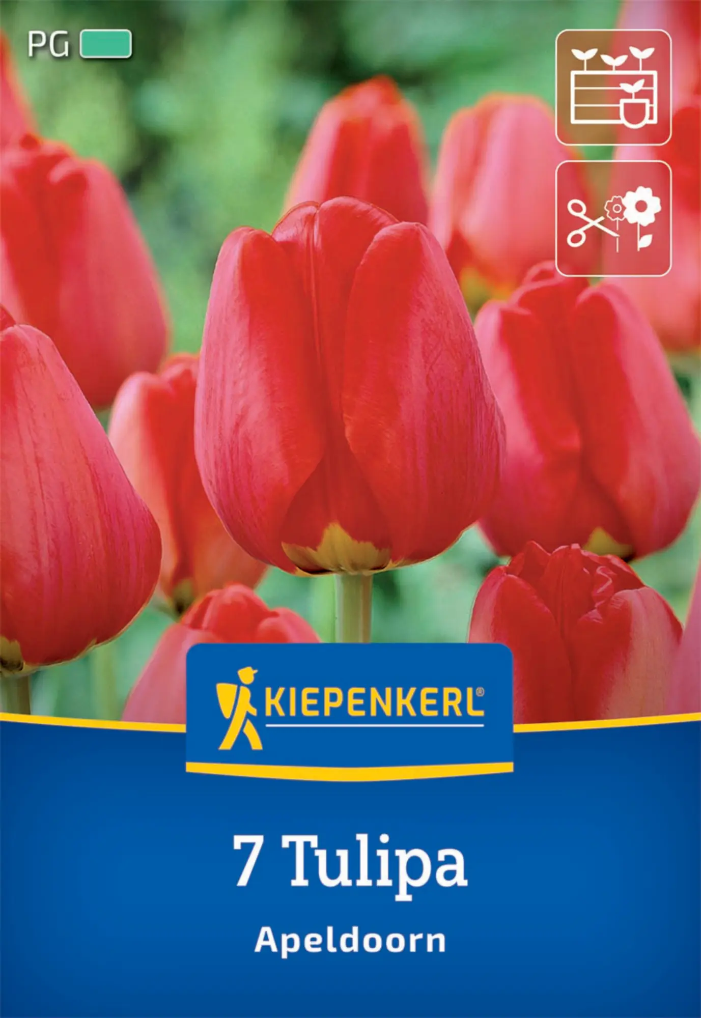 Kiepenkerl Herbstblumenzwiebel Darwin-Hybrid-Tulpe Apeldoorn 7 Pflanzen