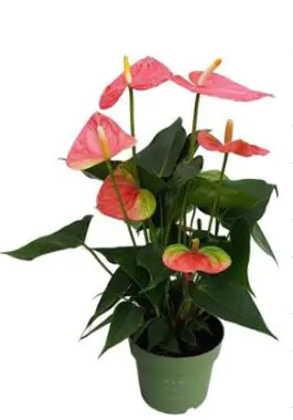 Anthurium Flamingoblume Royal Pink 14 cm Topf