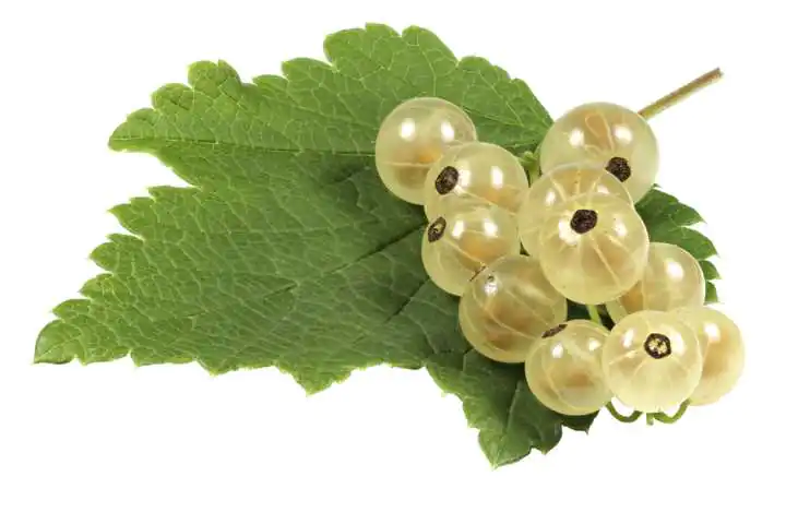 Bio Beerenobst Johannisbeere Ribes sativum weiß 3 Liter Topf