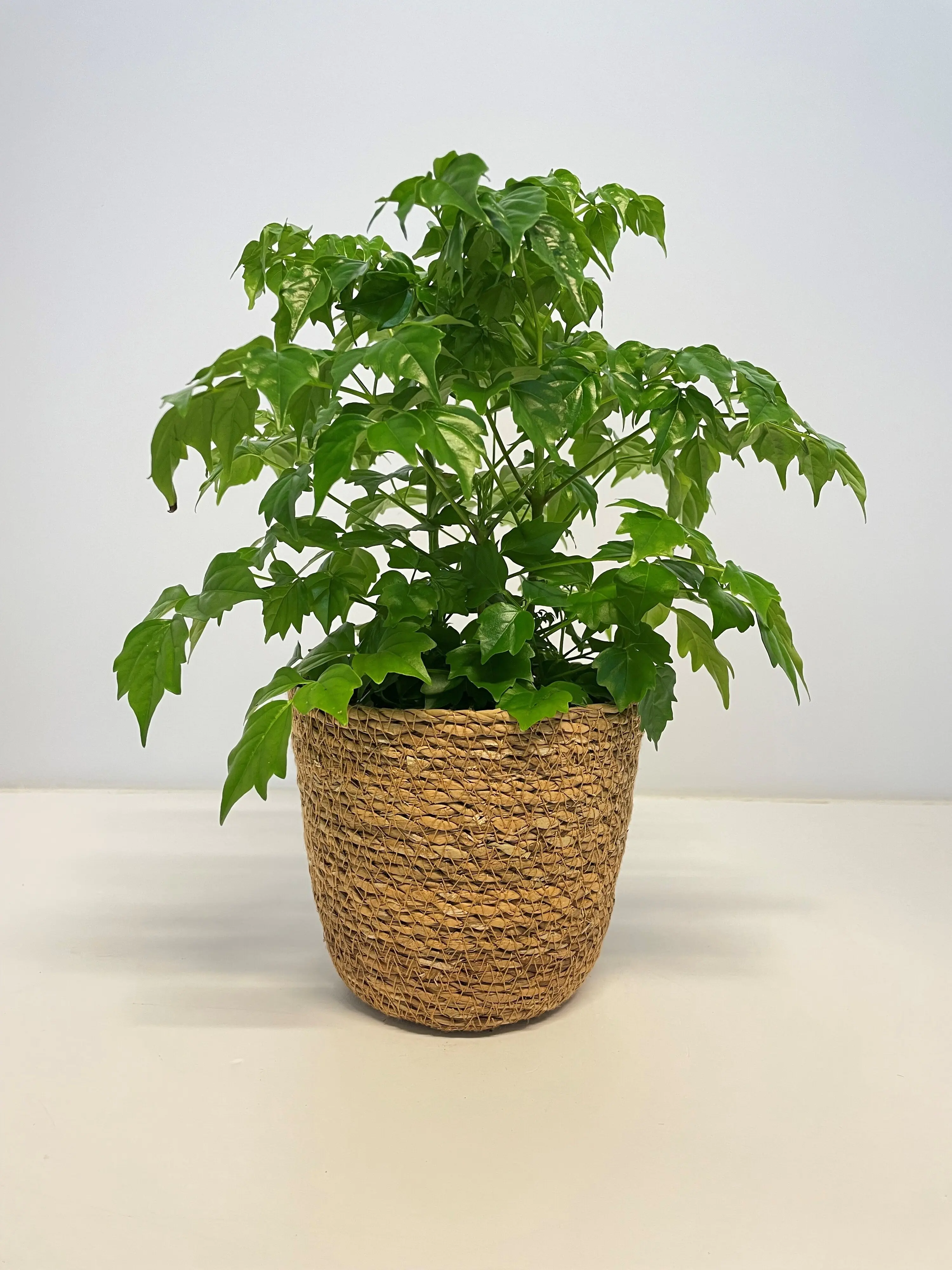 Grünpflanzen Mix 12cm im Meeresgras-Korb