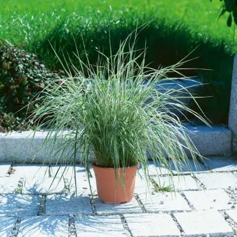 Reitgras Calamagrostis alop. Overdam 23 cm Topf