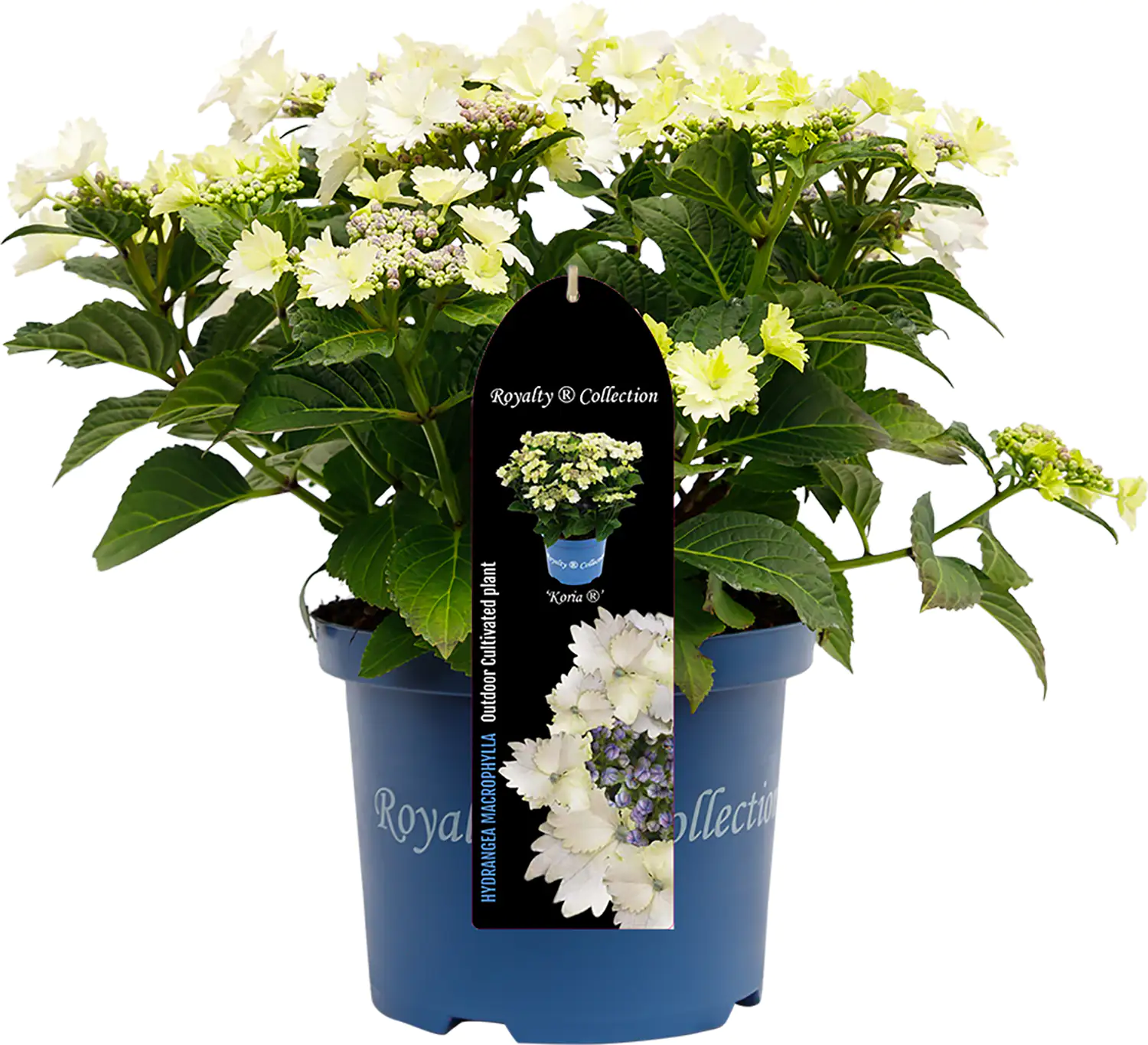 Bauernhortensie Royalty Collection Hydrangea mac H 30-40 cm 3L Container Bauernhortensie Royalty Collection Hydrangea mac H 30-40 cm 3L Container