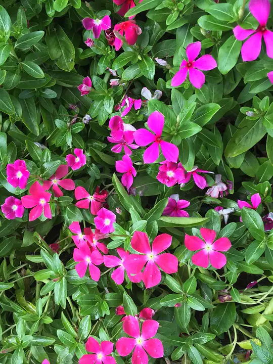 Immergrün Rubra 0,5 l Container