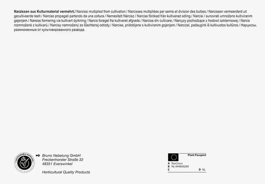 Pegasus BigBag Narzissen Trompetenmischung Narcissus pseudonarcissus