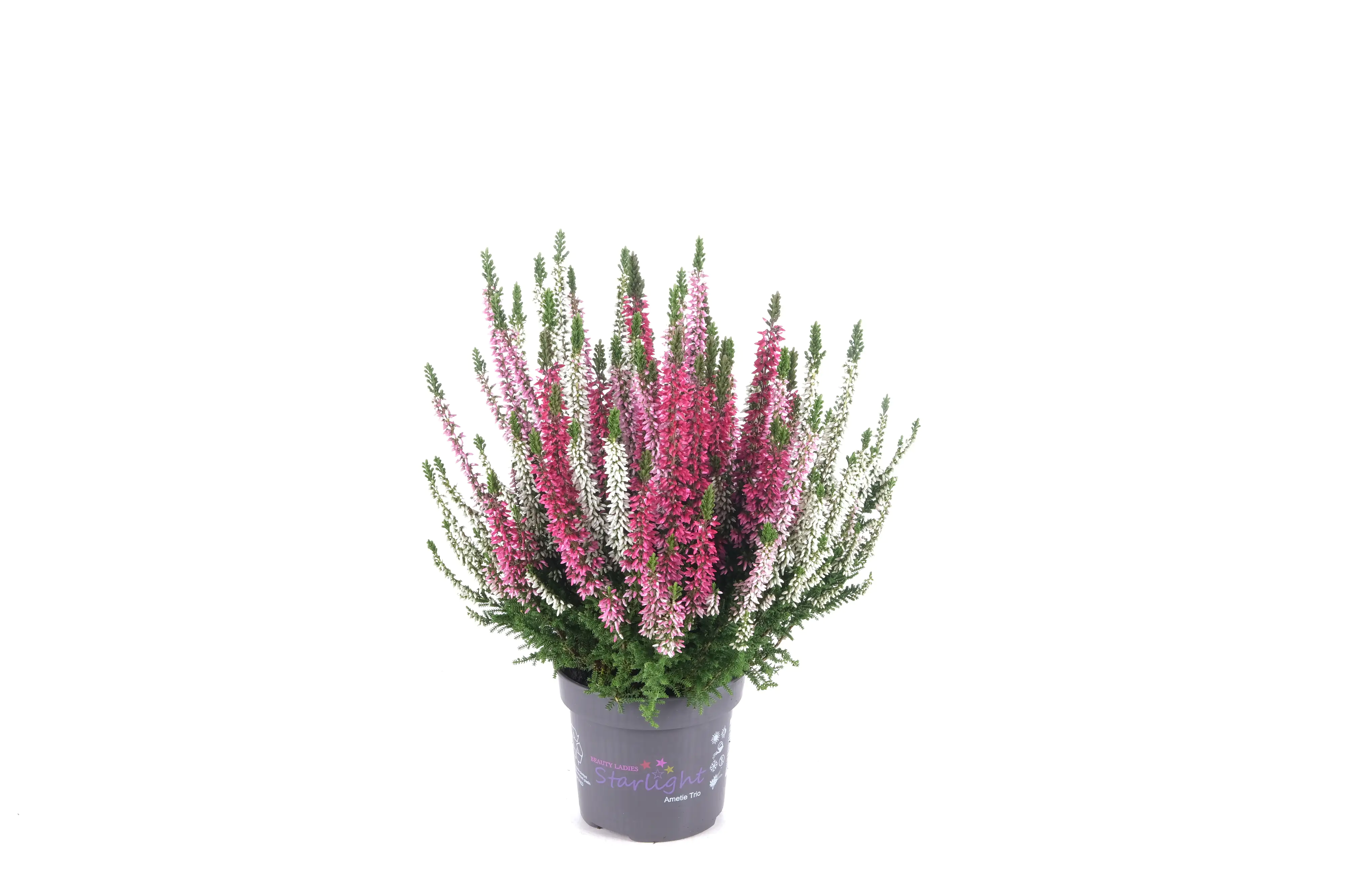 Sommerheide Calluna Beauty Ladies Starlight 13 cm Topf