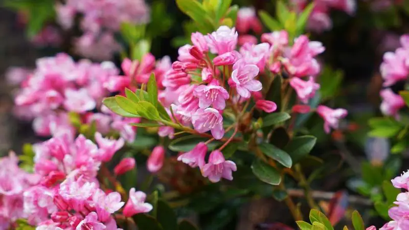 Rhododendron hybrid Bloombux Magenta H 20 - 30 cm 2L Container