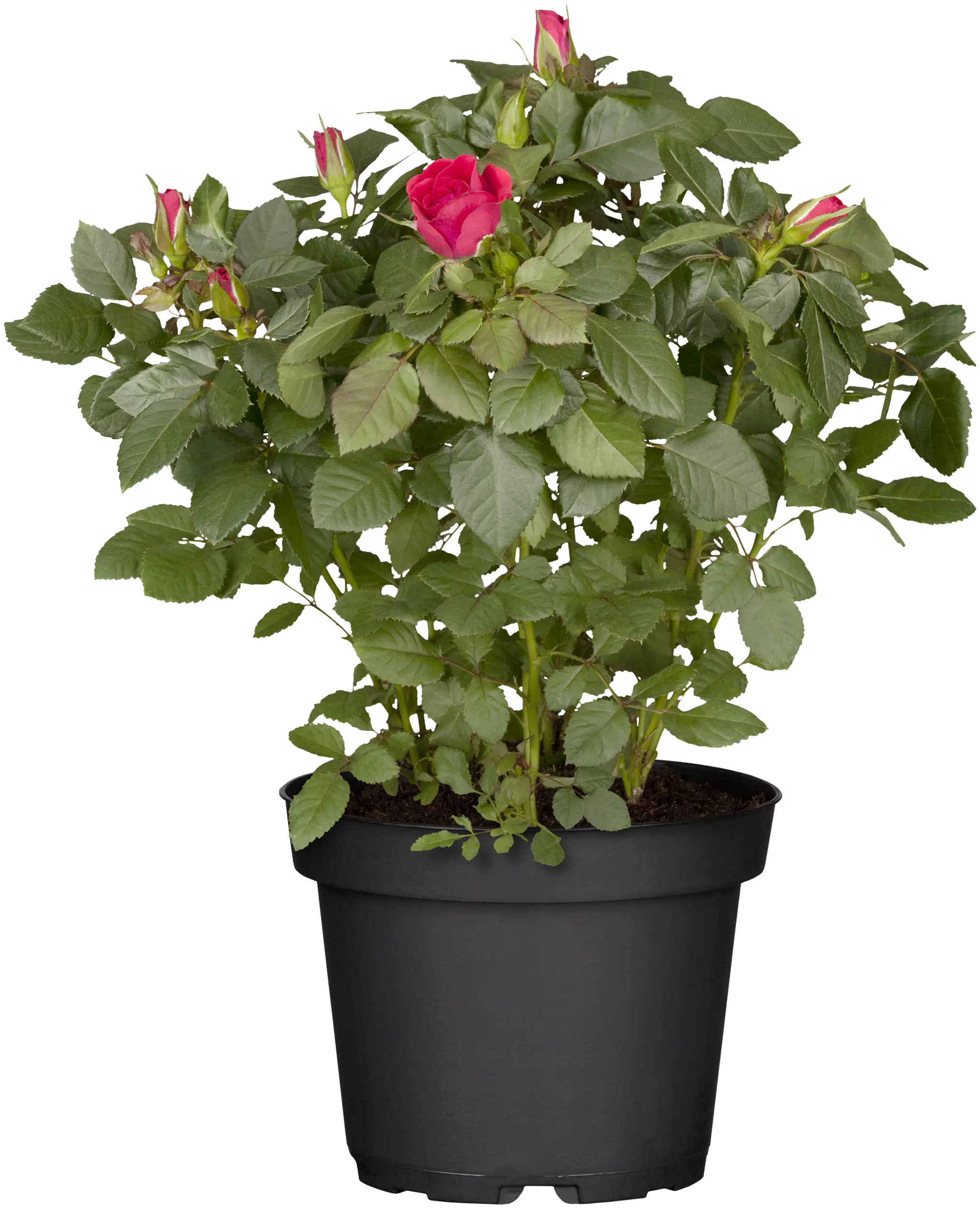 Topfrose verschiedene Farben 13 cm Topf