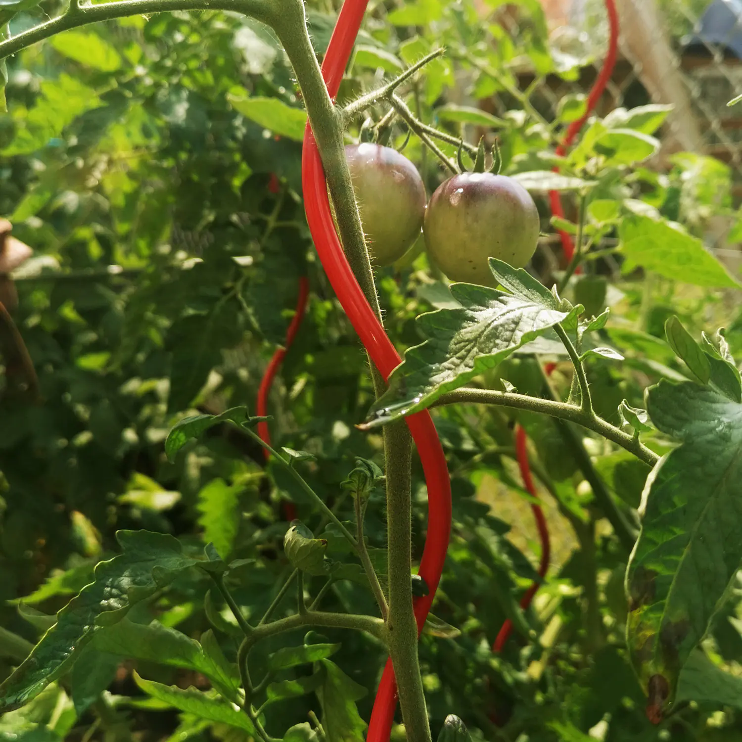 Bellissa Tomatenspirale COLORATA 110, 4 x 4 x 110 cm, rot