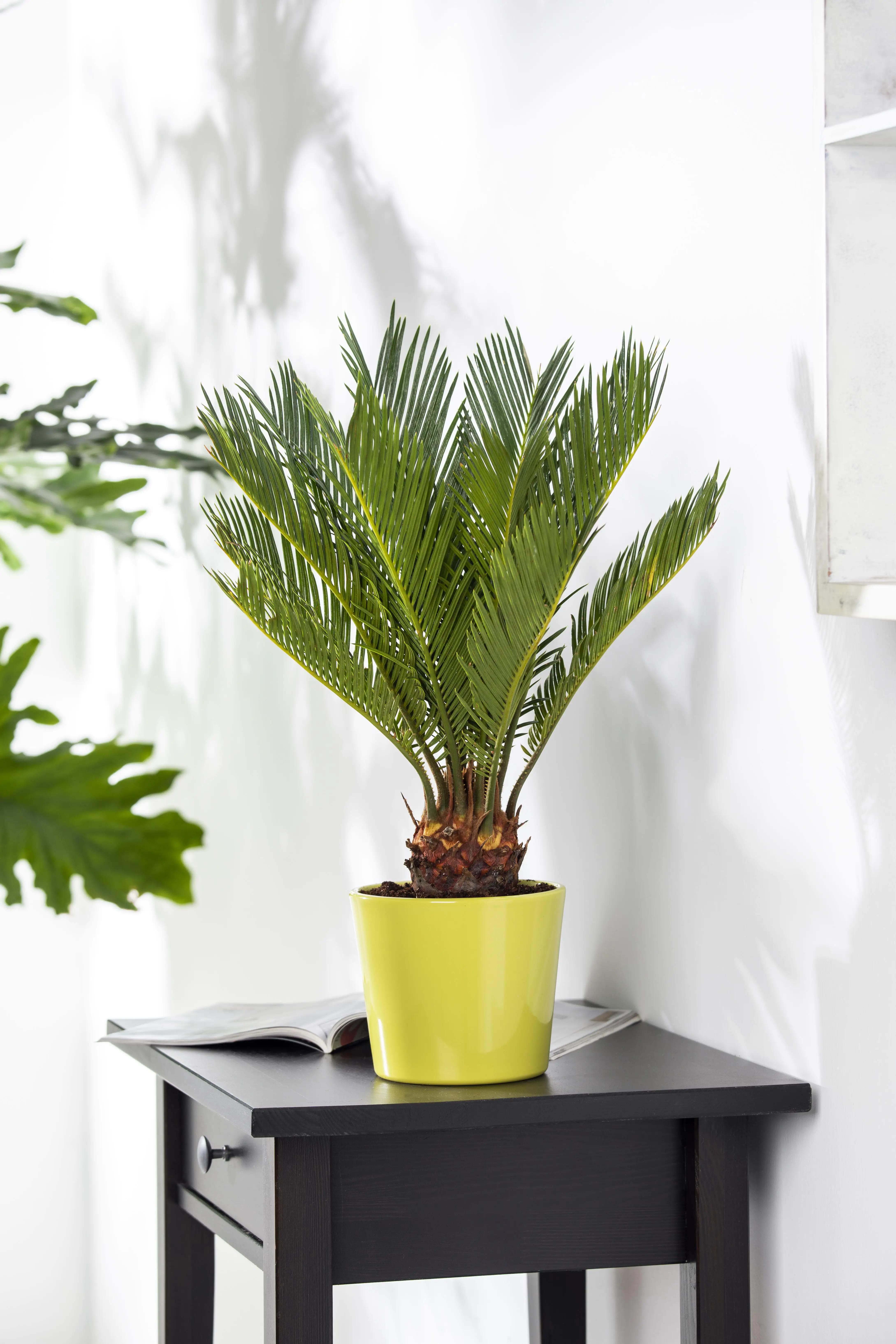 Palmfarn Cycas Revoluta H ca. 50 cm 19 cm Topf