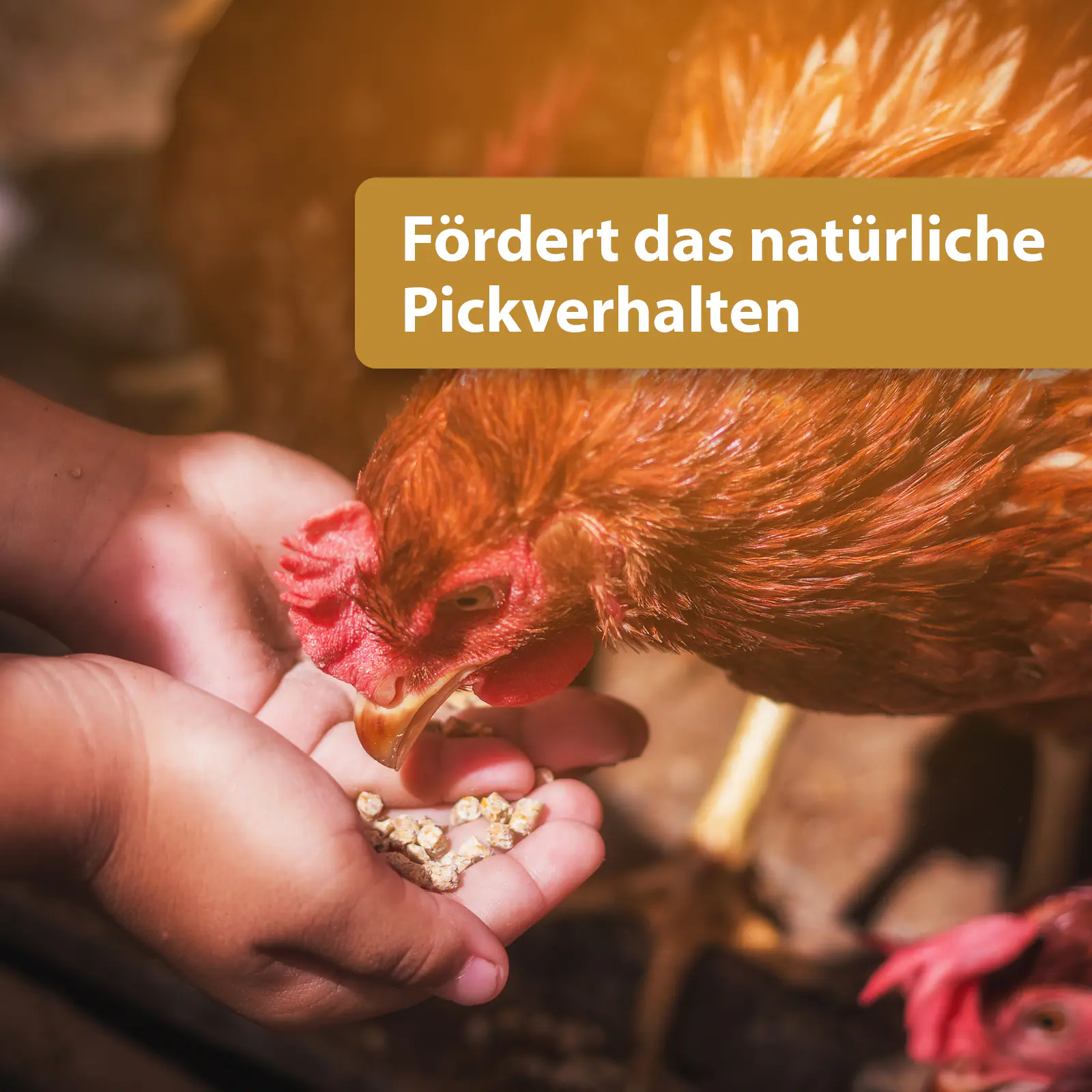 Quiko Hobbyfarming Mini Popcorn für Hühner und Geflügel 500 g