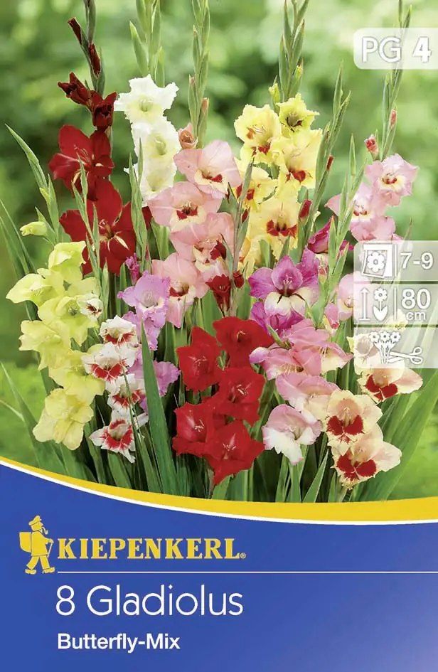 Kiepenkerl Blumenzwiebel Gladiolus Butterfly-Mix Gladiolus x Hybrida, Inhalt: 8 Stück
