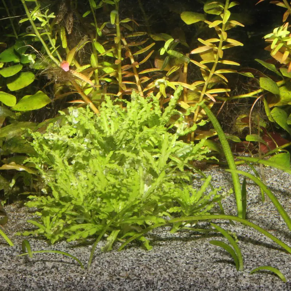 JBL Sansibar Grauer Bodengrund für Aquarien Inhalt: 5 kg