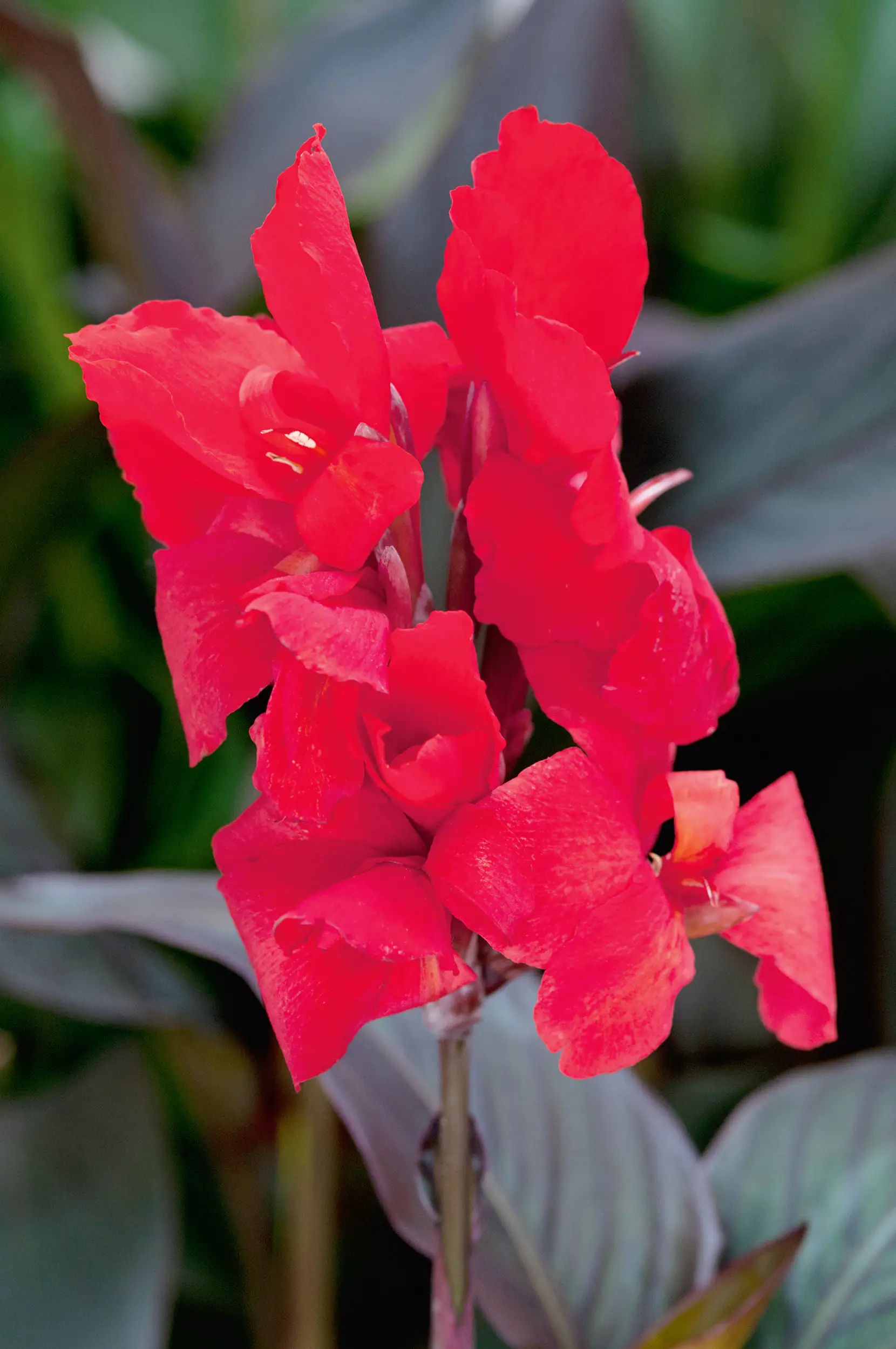 Indisches Blumenrohr Canna in Sorten Farben Mix H 40 cm 5 L Container