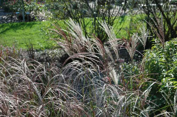 Chinaschilf Miscanthus sin. Ferner Osten 23 cm Topf