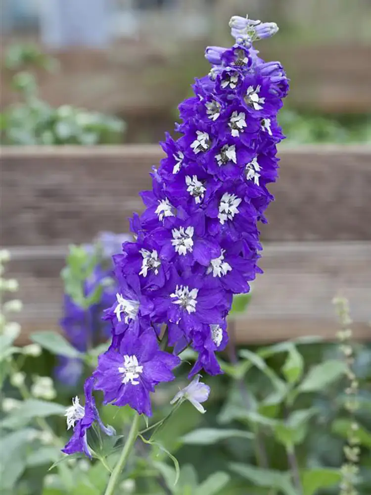 Rittersporn Delphinium H ca 40 cm 23 cm Topf