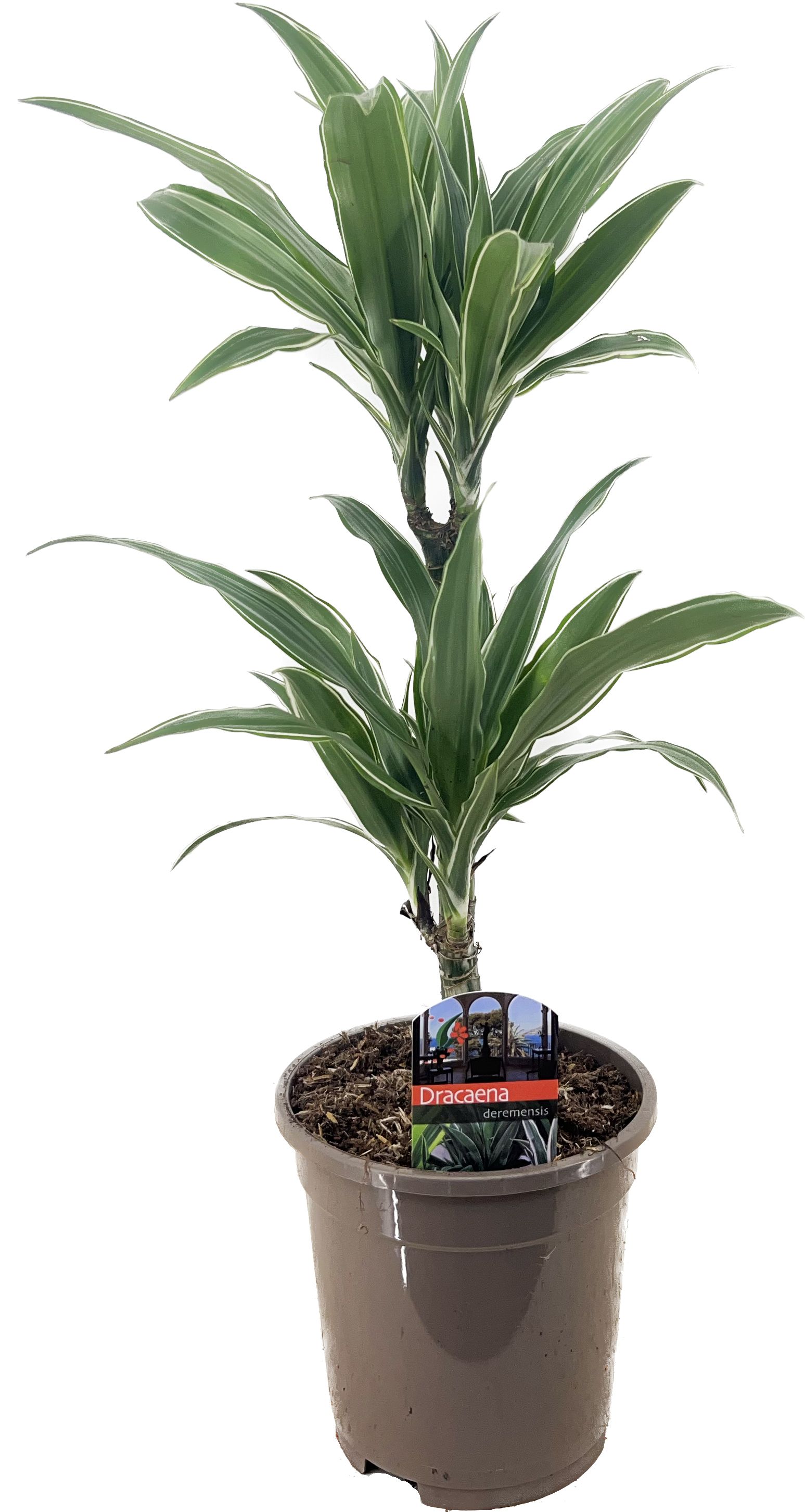 Drachenbaum Dracaena deremensis Warneckeii H 30/10 cm, 17 cm Topf