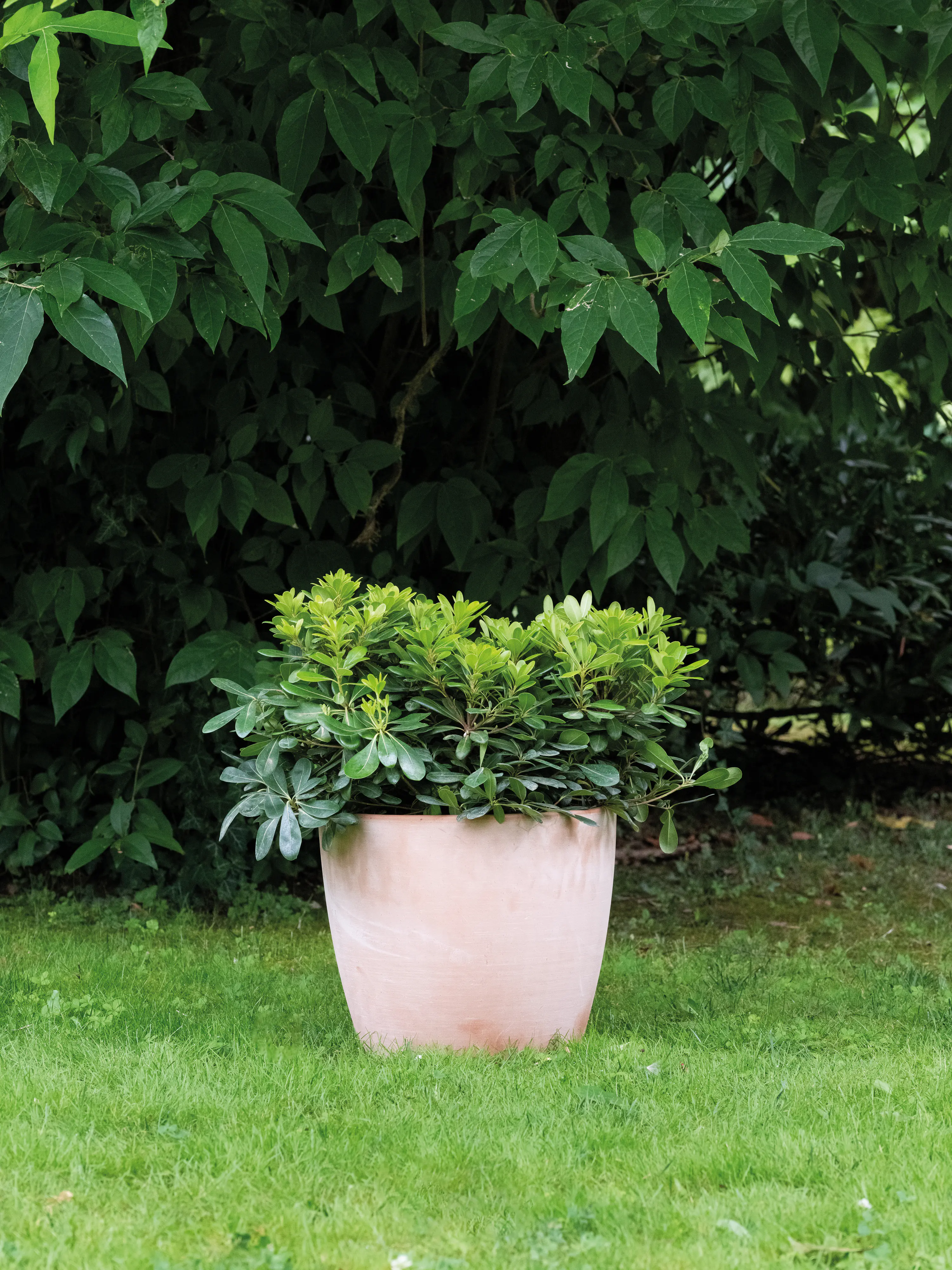 Deroma Pflanztopf Egg Pot White Garden Terrakotta Ø 29 x 22 cm