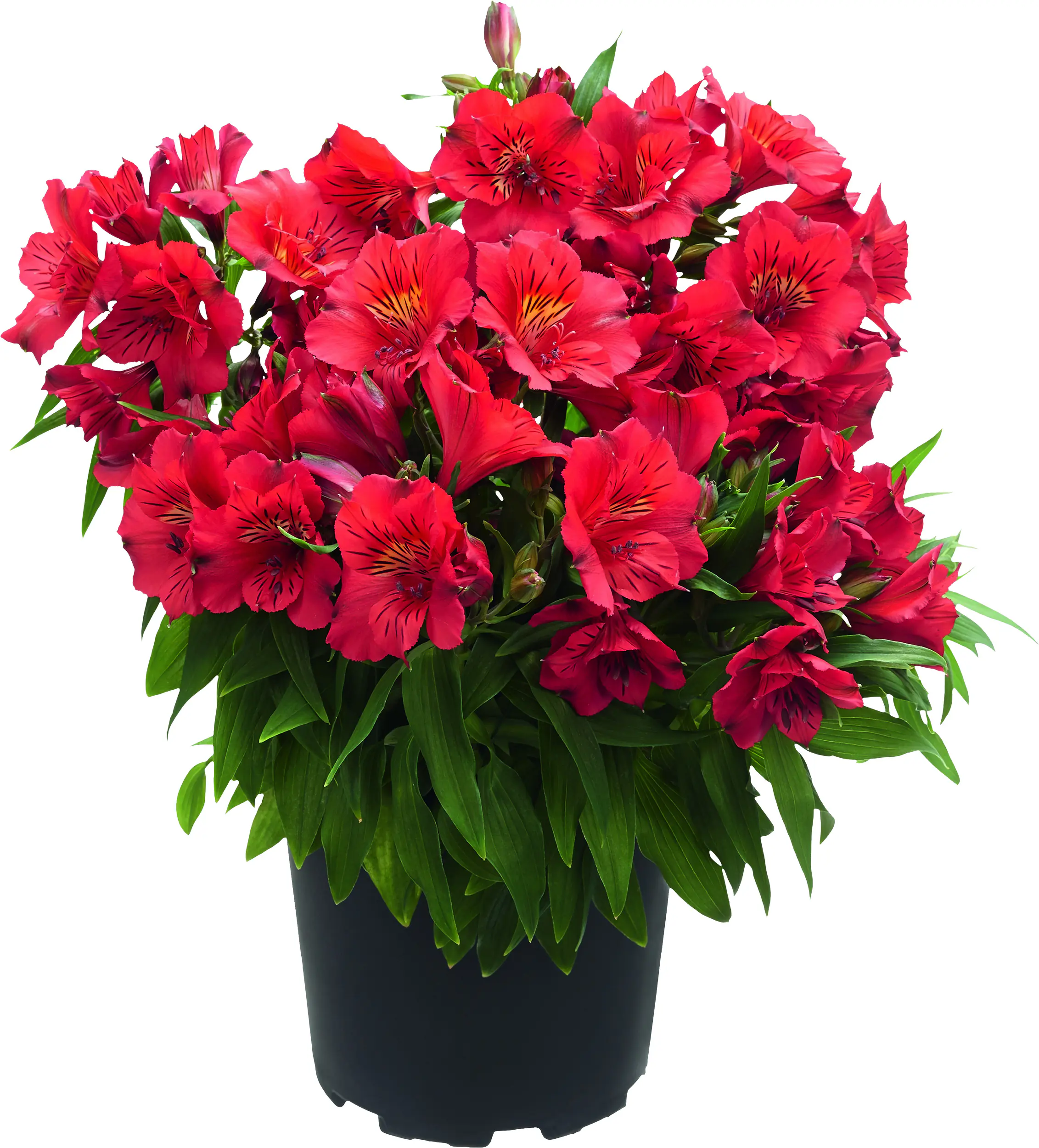 Alstromeria Inkalilie in Sorten 20 - 30 cm 5 L Container