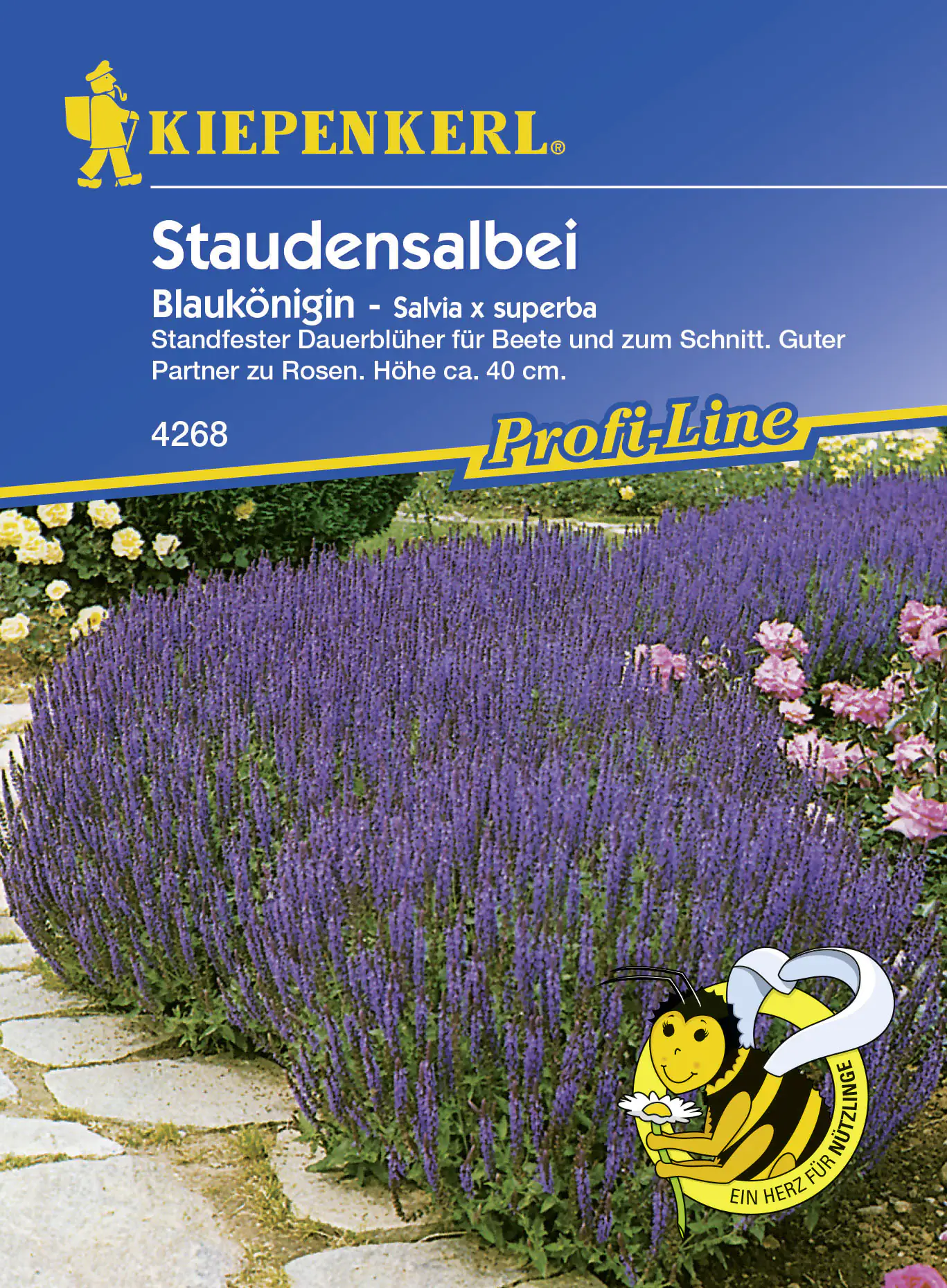 Kiepenkerl Staudensalbei Blaukönigin Salvia x superba, Inhalt: ca. 30 Pflanzen Kiepenkerl Staudensalbei Blaukönigin Salvia x superba, Inhalt: ca. 30 Pflanzen